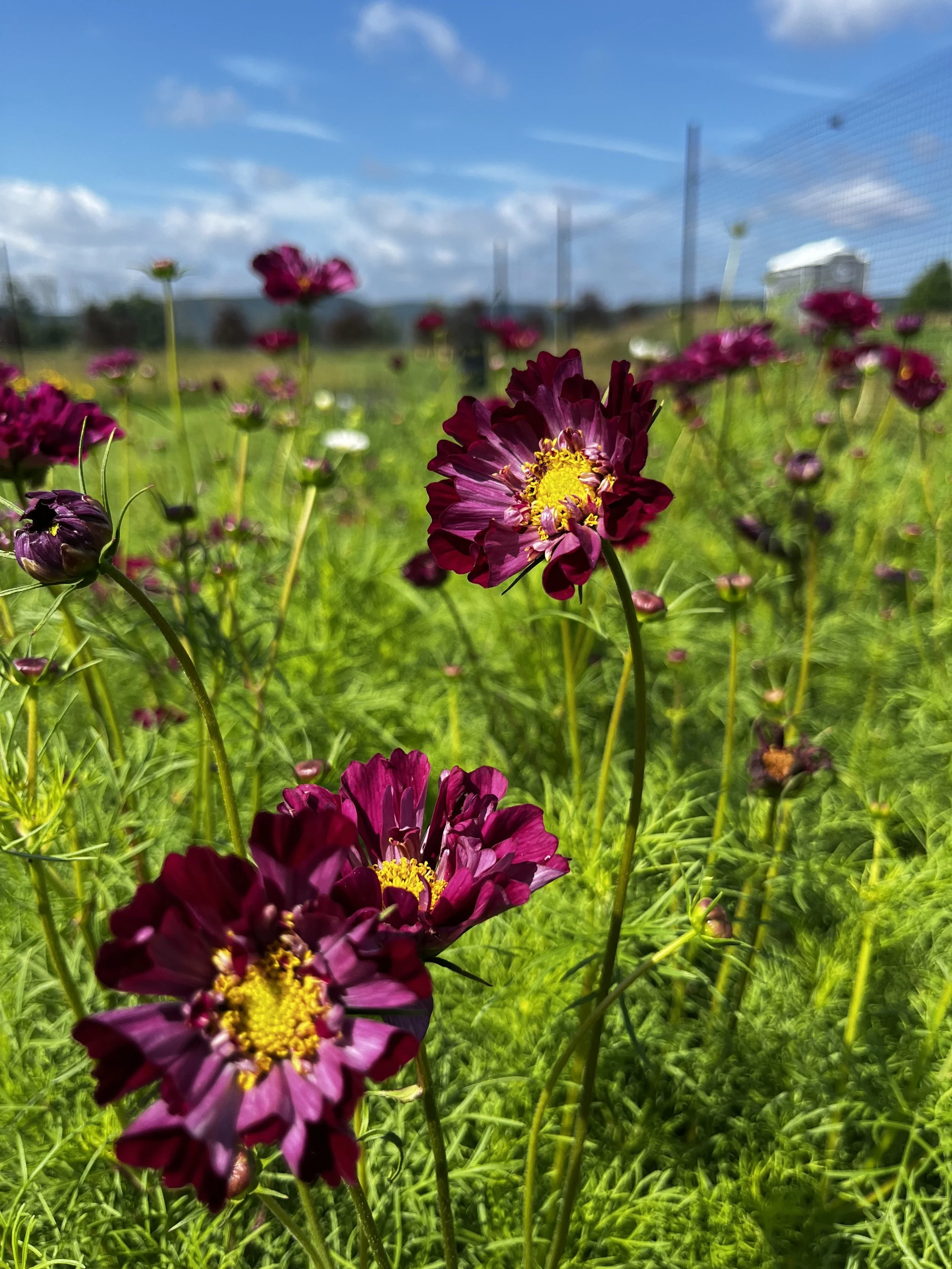 Cosmos