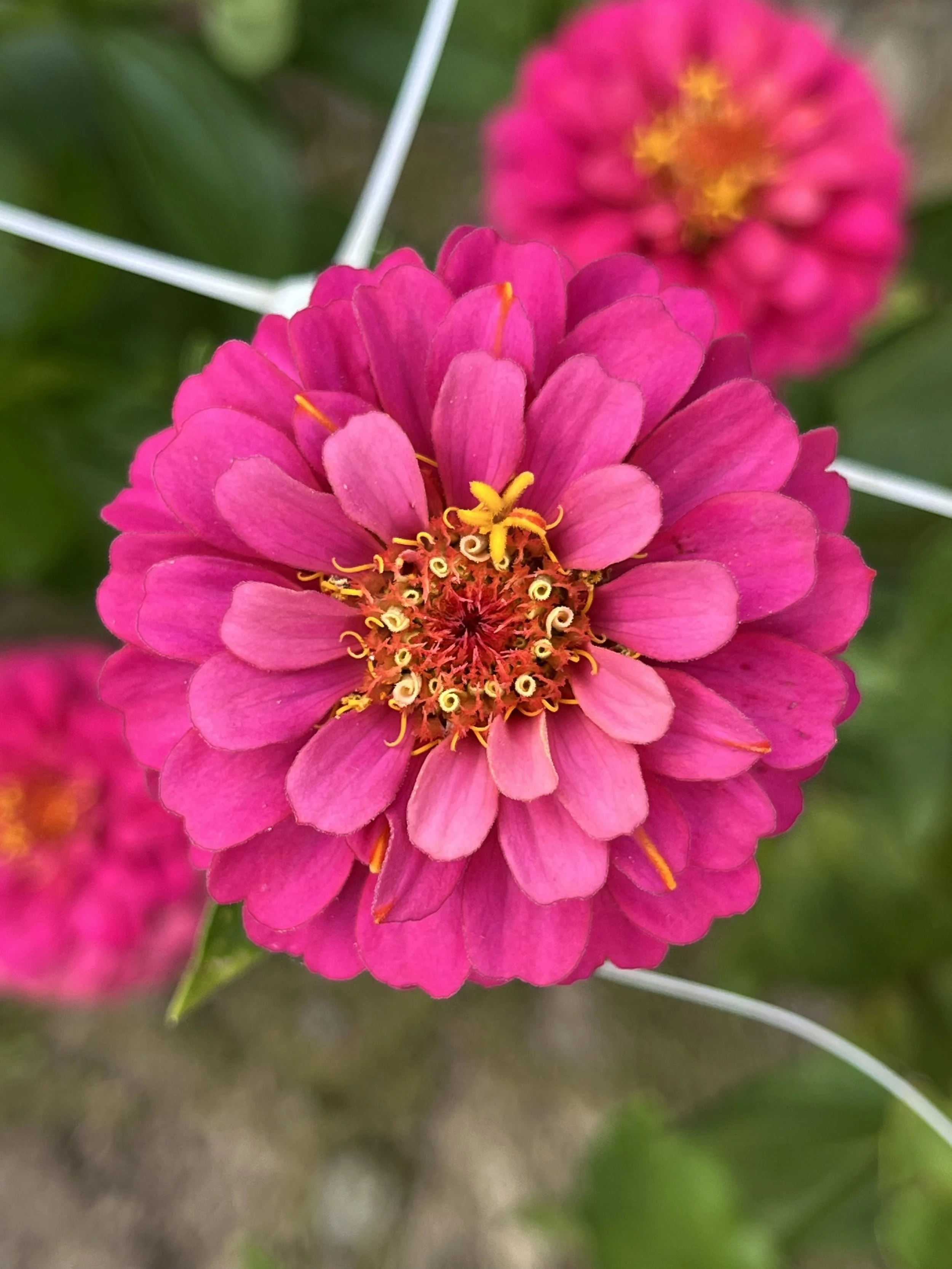 Zinnias