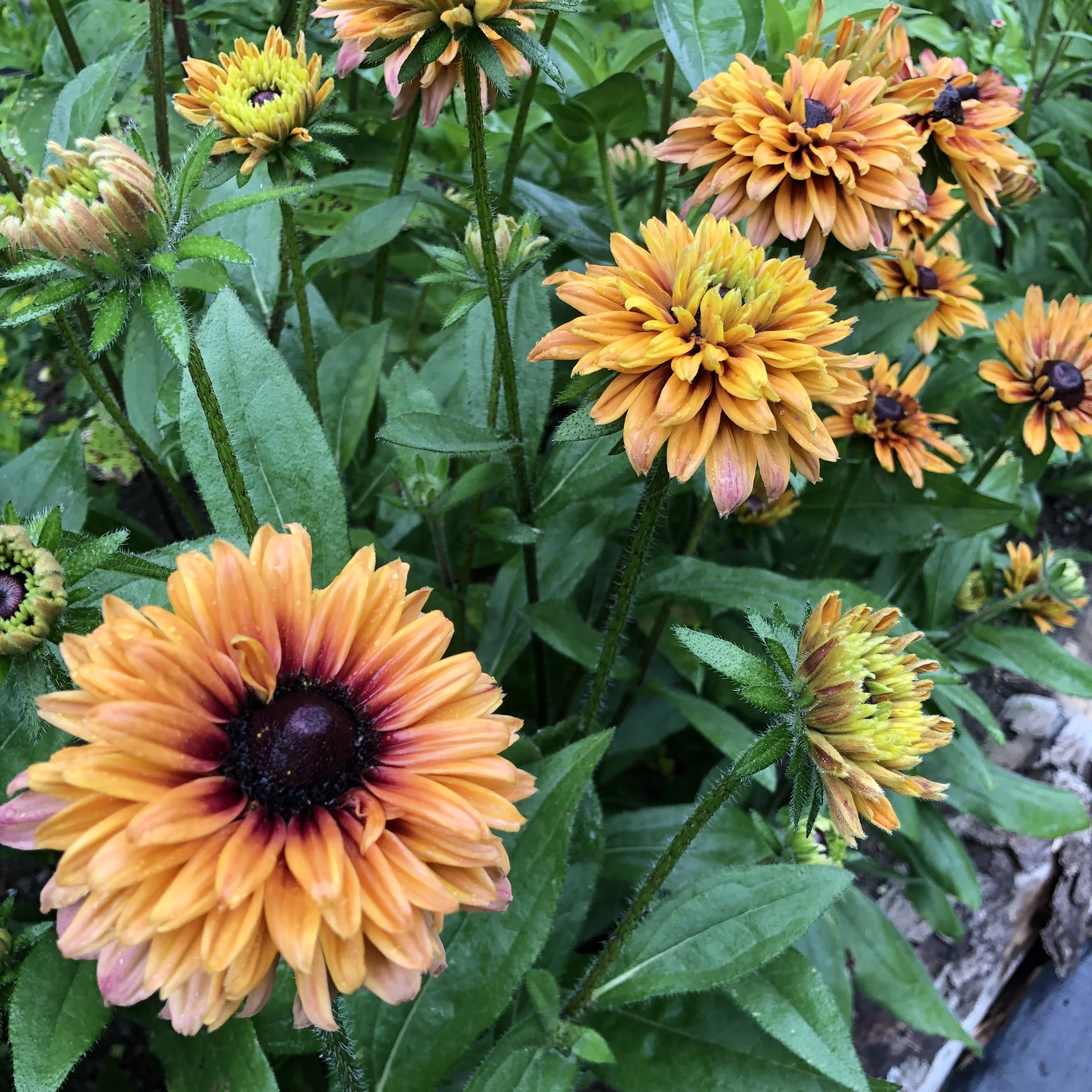 Cluster of orange and yellow flowers with dark centers, surrounded by green foliage.