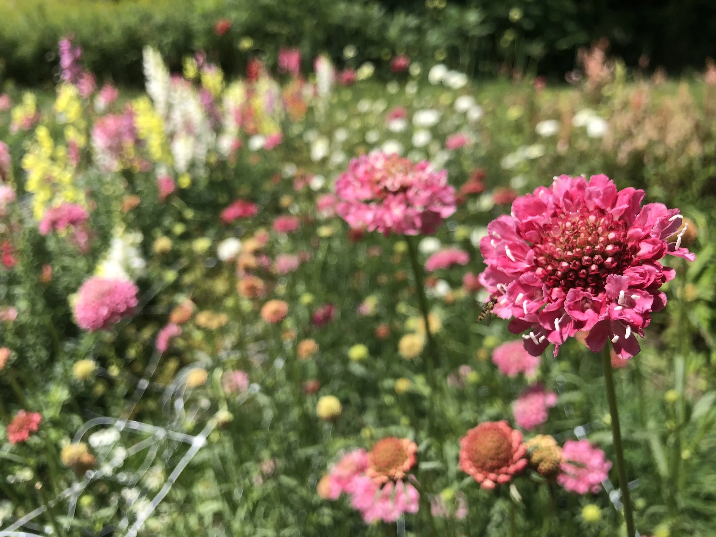 Close-up of a pink flower in a field of various colorful flowers outdoors.
