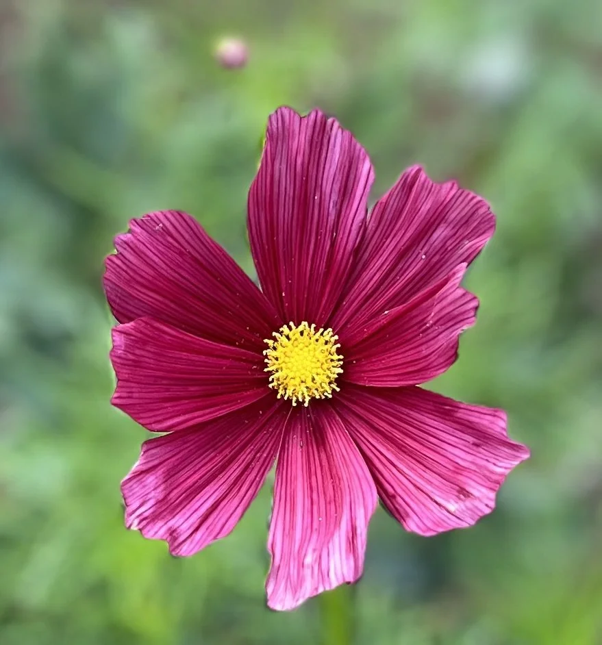 Cosmos