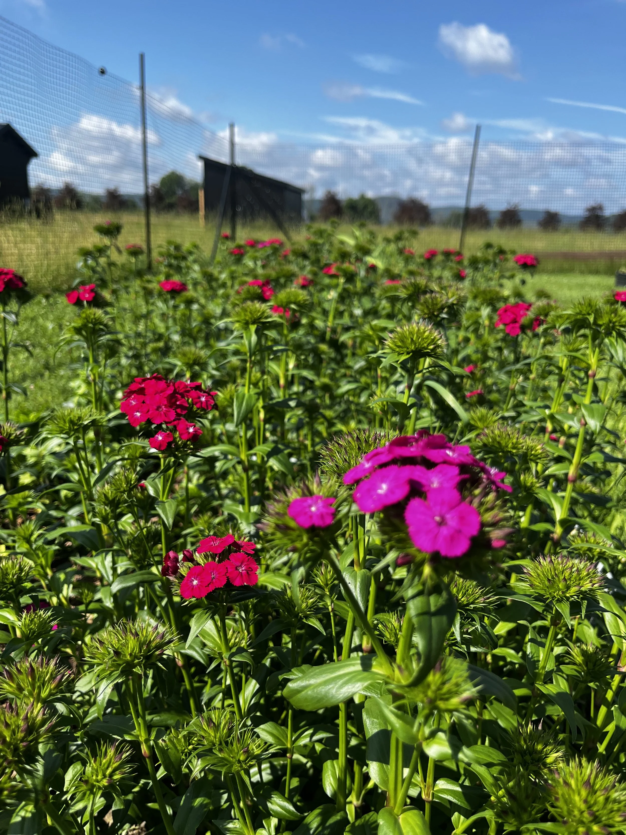 Dianthus, Sweet William