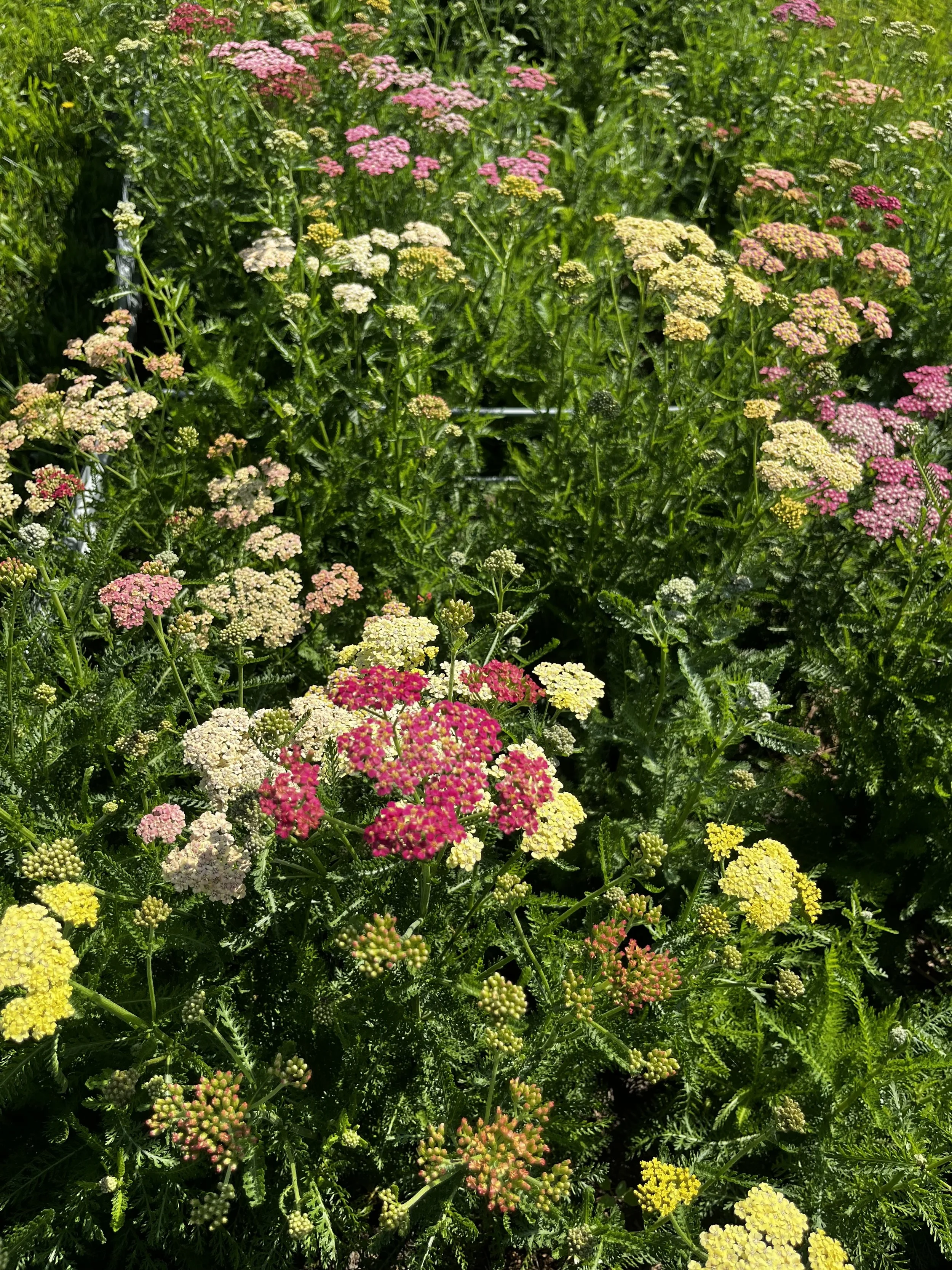 Achillea, aka Yarrow