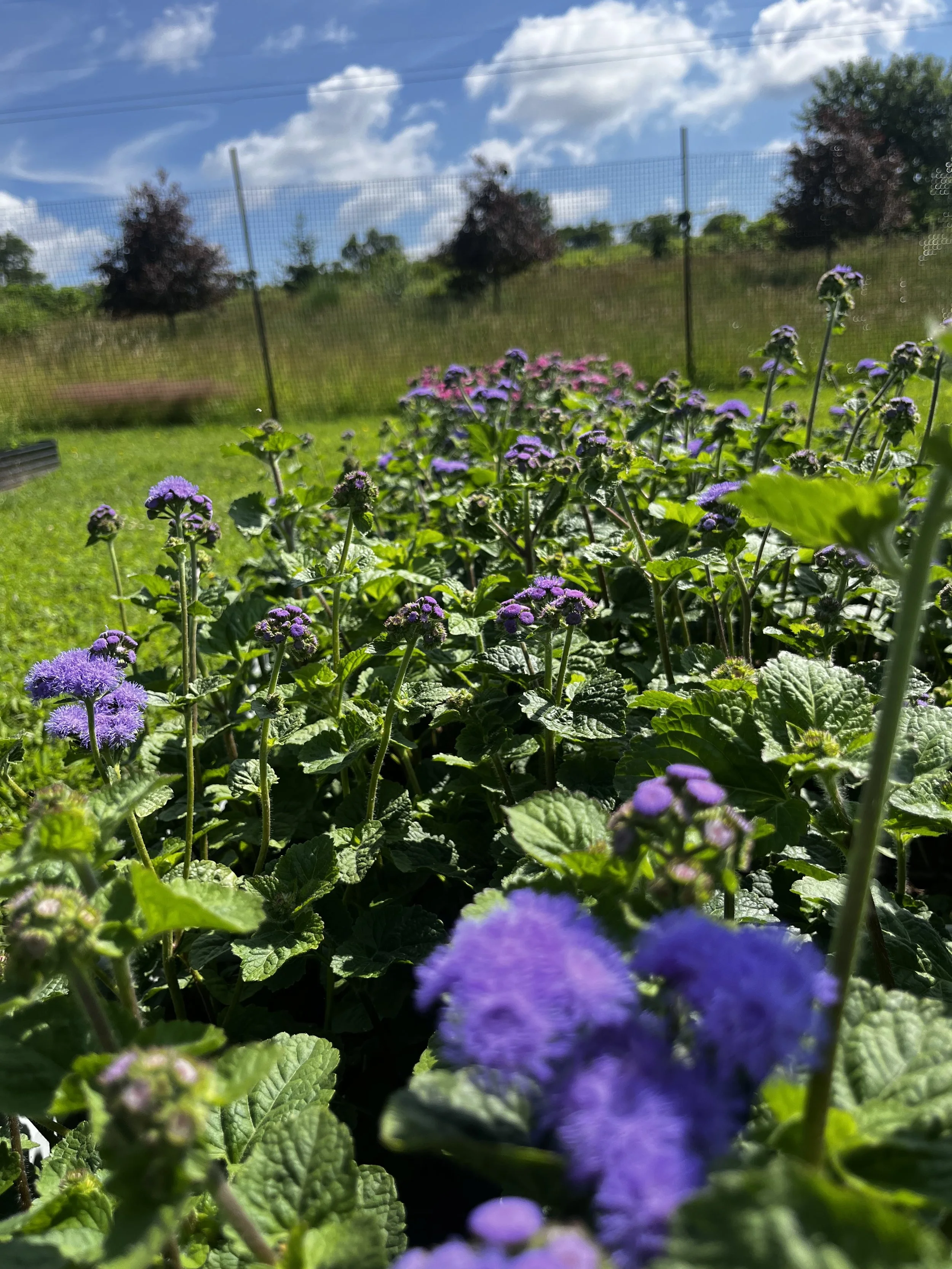 Ageratum
