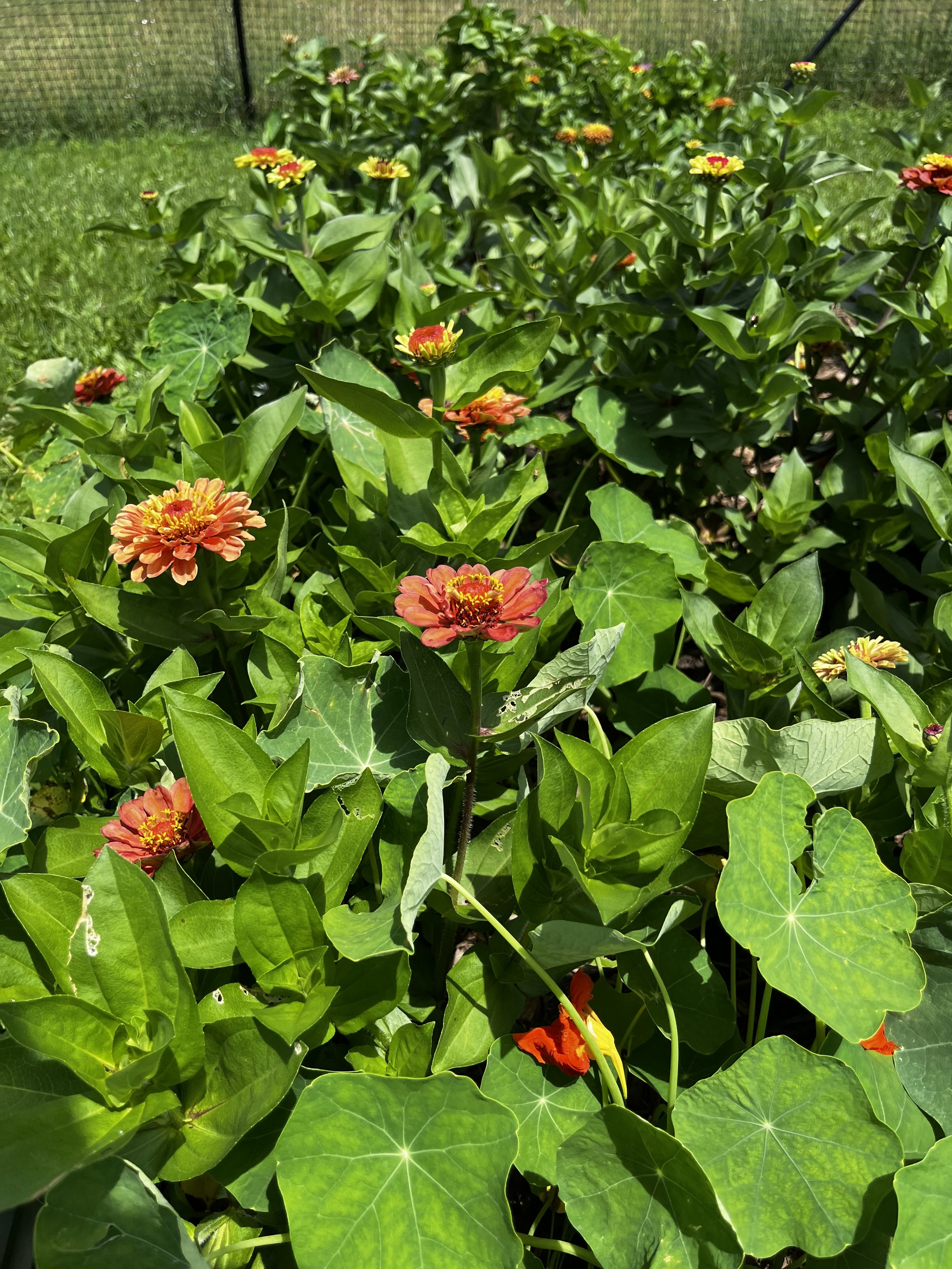 Zinnias