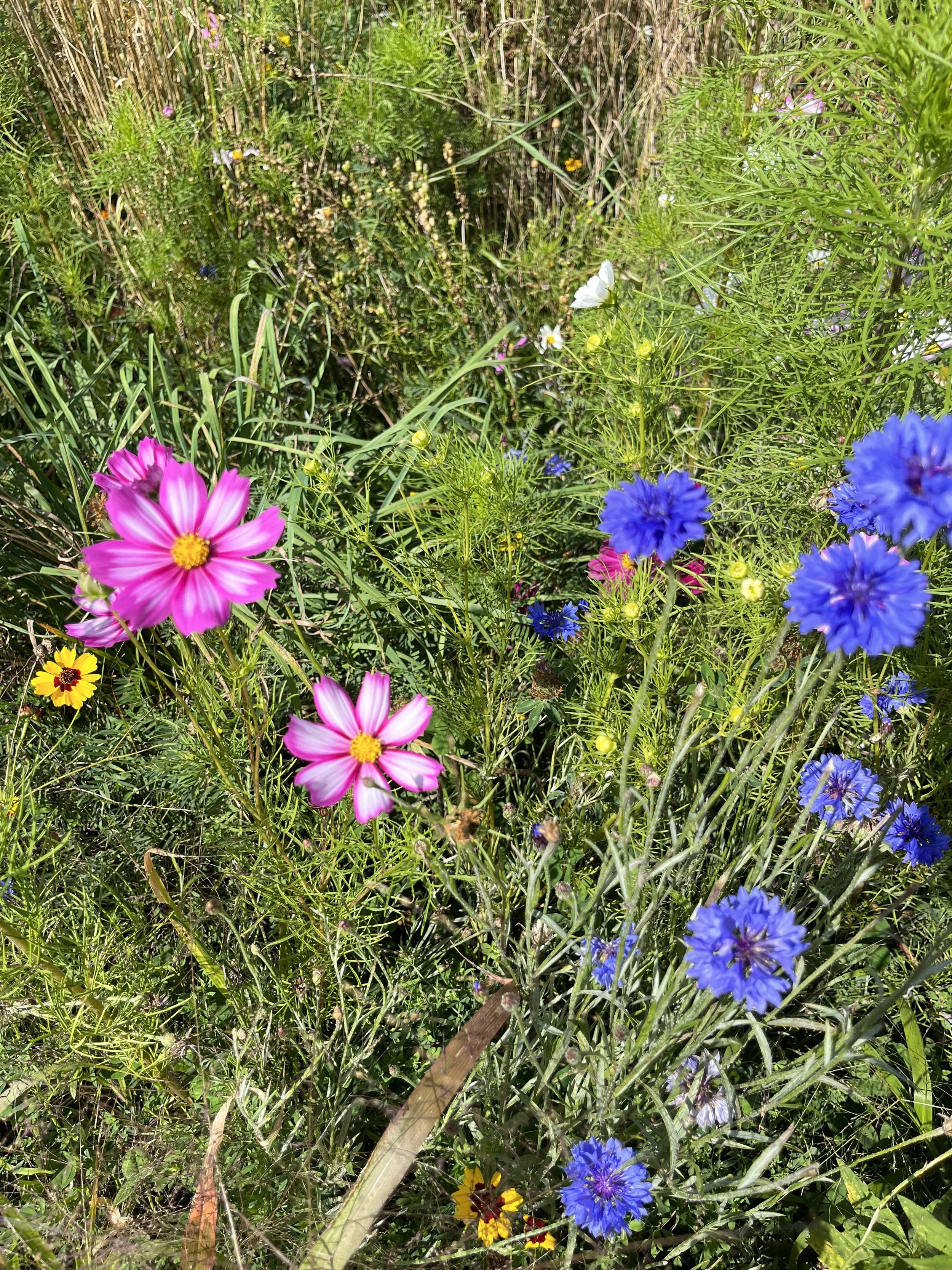 Cosmos & Bachelor Buttons