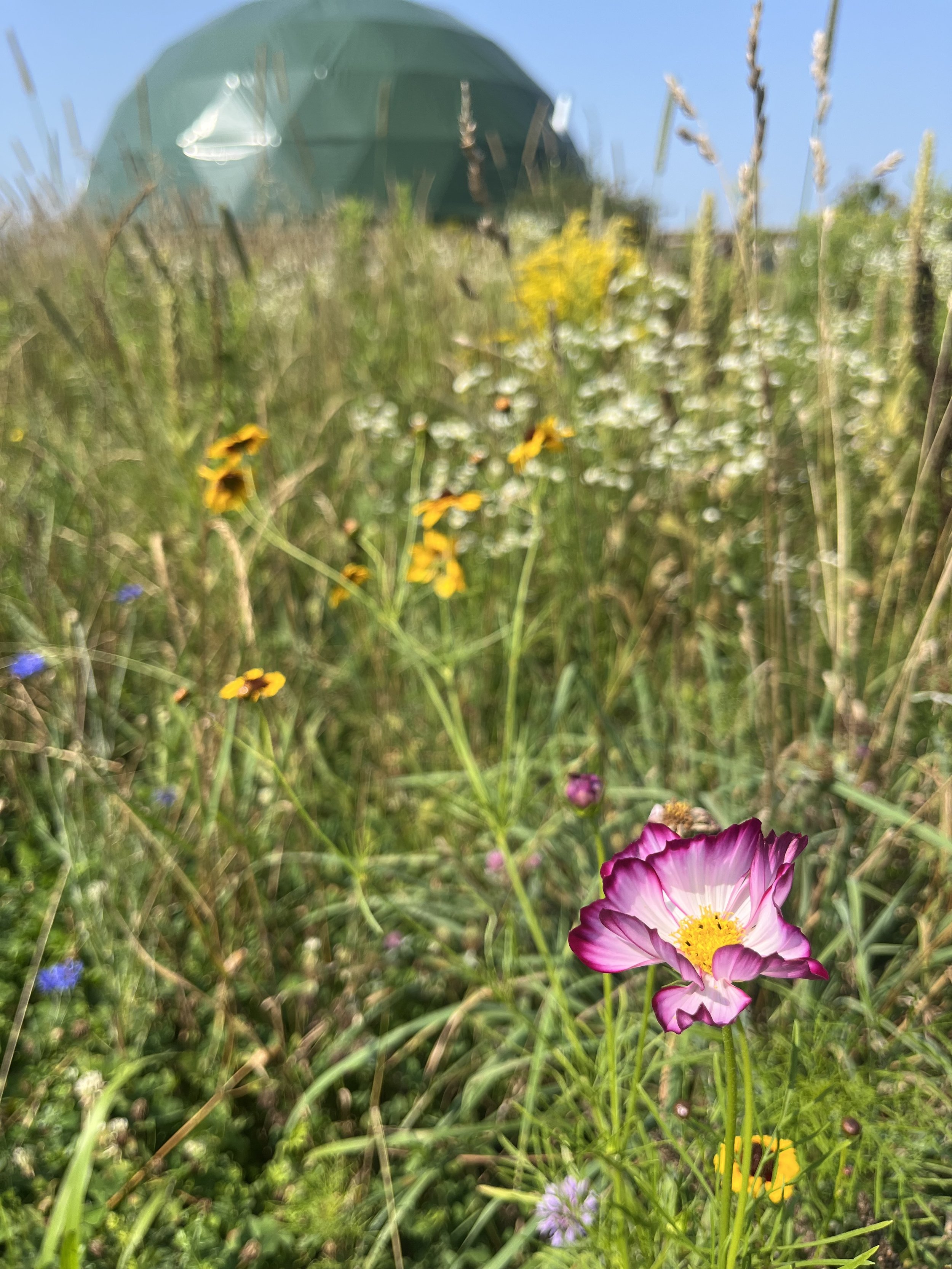 Colorful wildflowers growing in a grassy field with a dome-shaped green tent in the background under a clear blue sky.