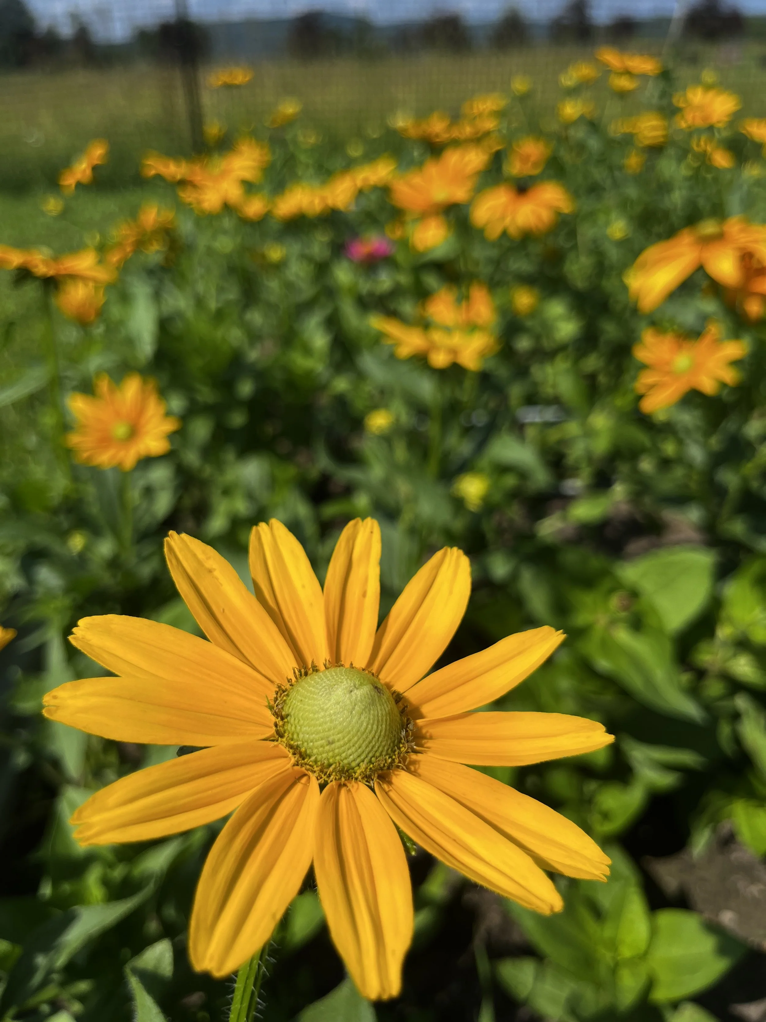 Irish Eyes Rudbeckia