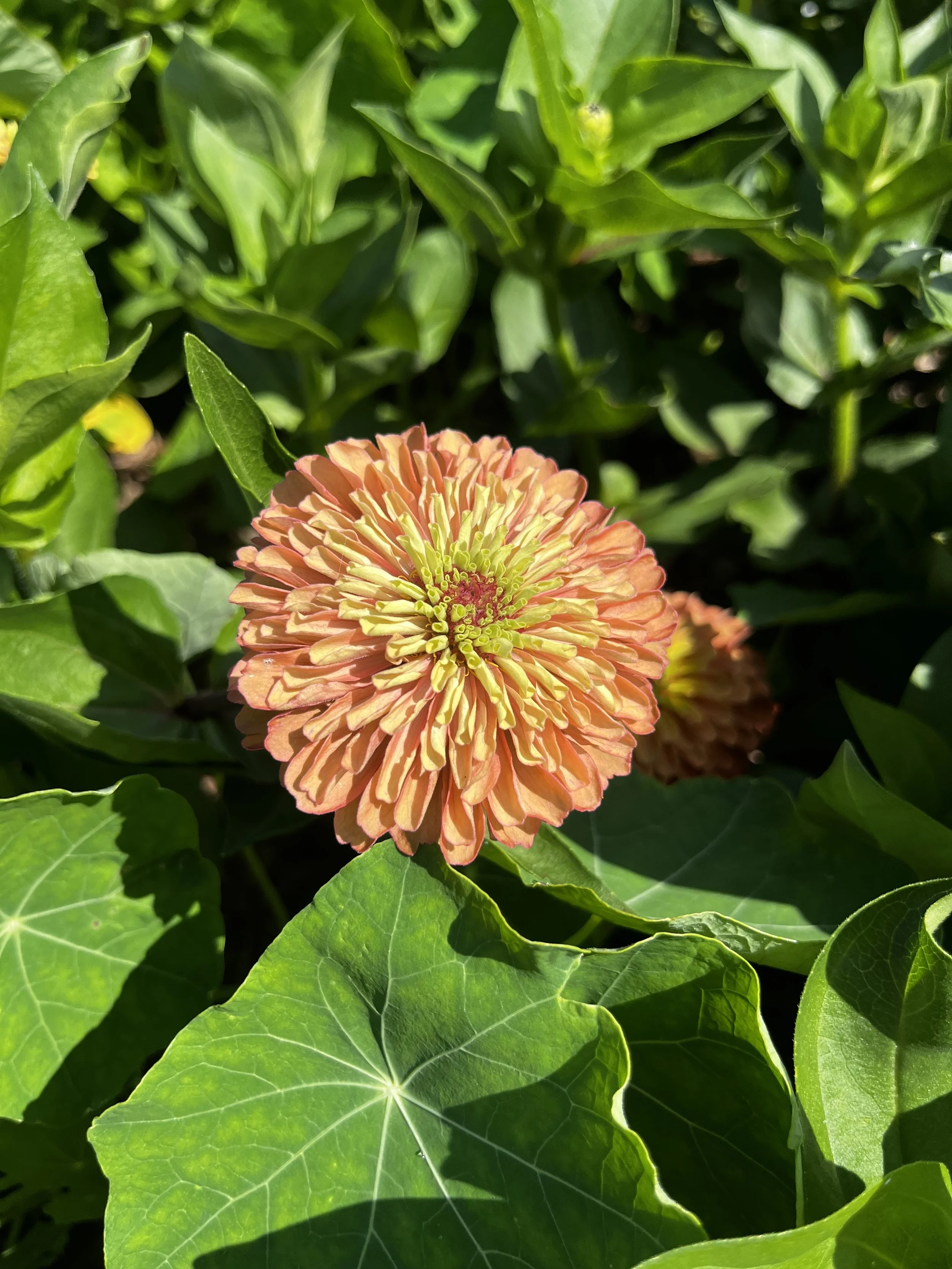 Zinnia