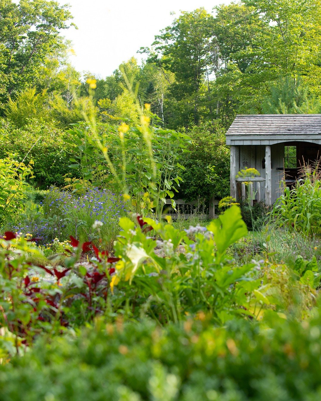From garden to table&mdash;summer&rsquo;s freshest ingredients at their peak! 🥬 Make your reservation and savor the season with every bite at Earth at Hidden Pond.