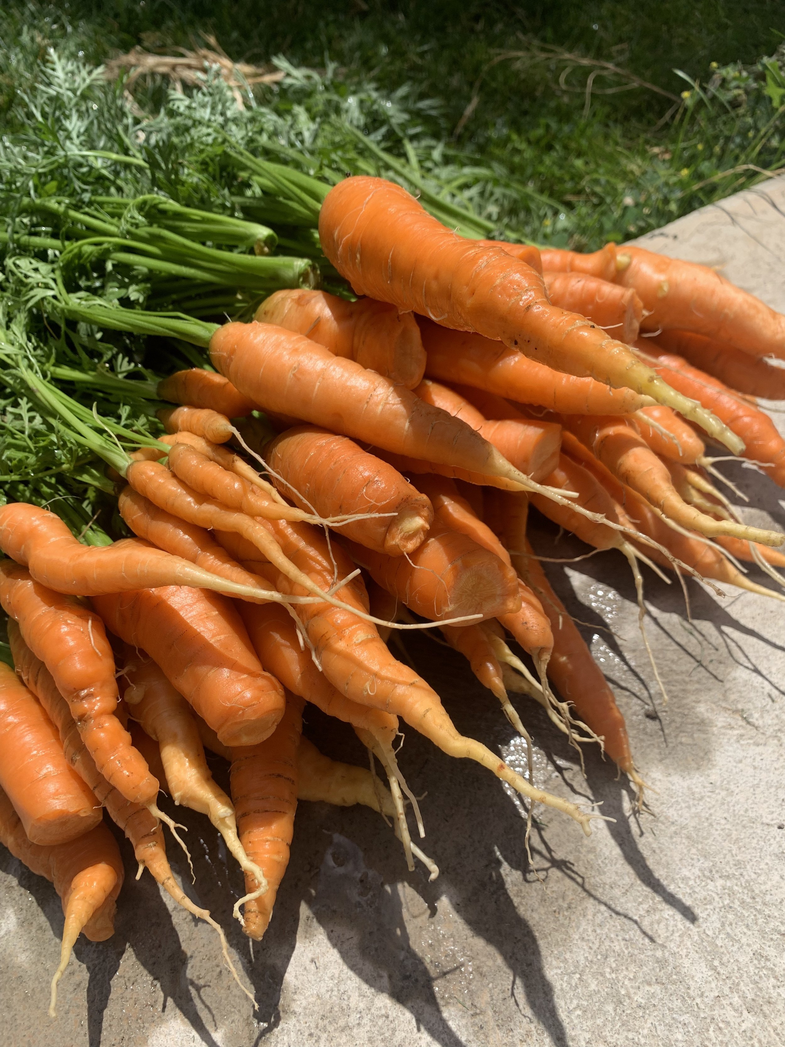 Baby Carrot Harvest