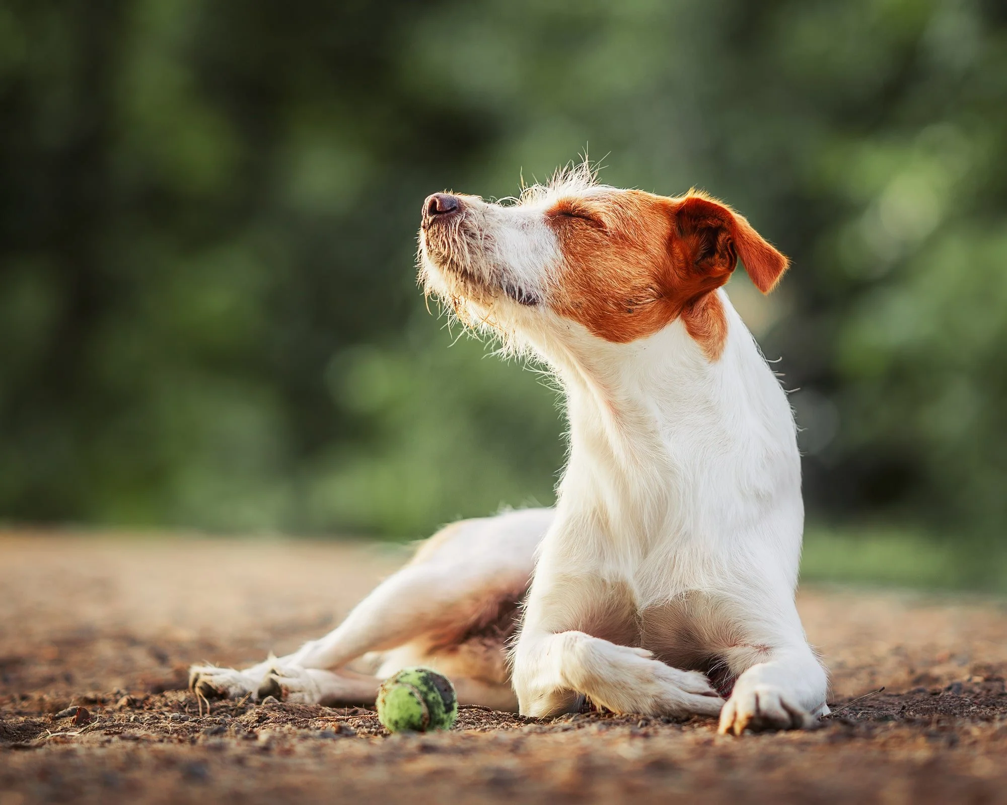kromfohrländer-terrier-i-solen-härlig-hund-fotografering