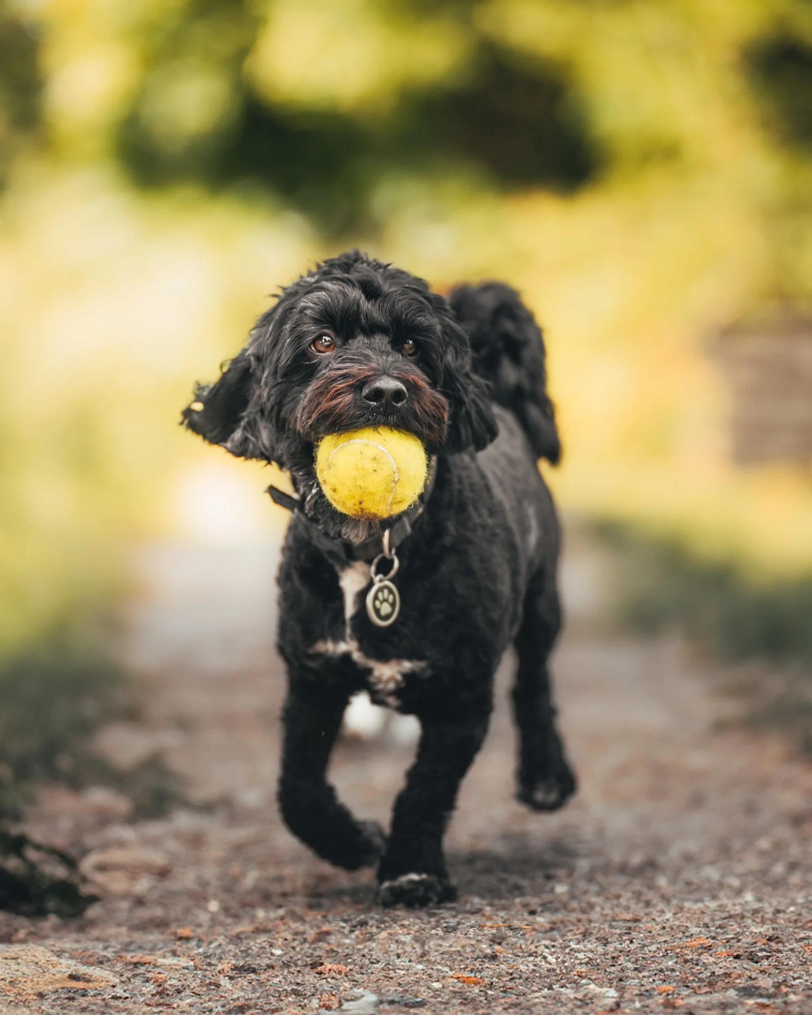hundfotograf-svart-hund-stockholm-sundbyberg-sommar