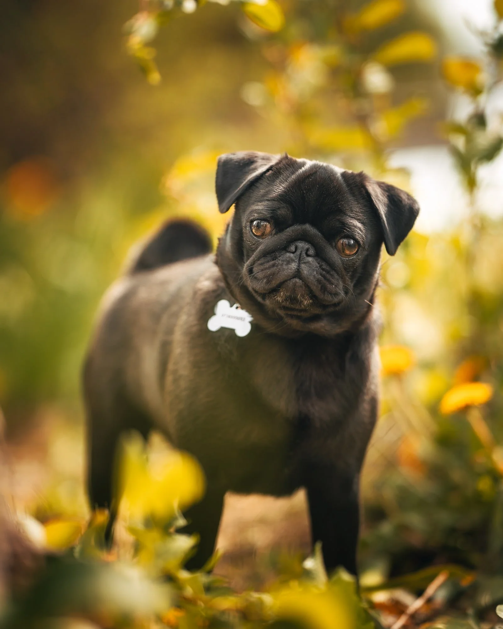 magisk-hundbild-fotograf-i-naturen-stockholm