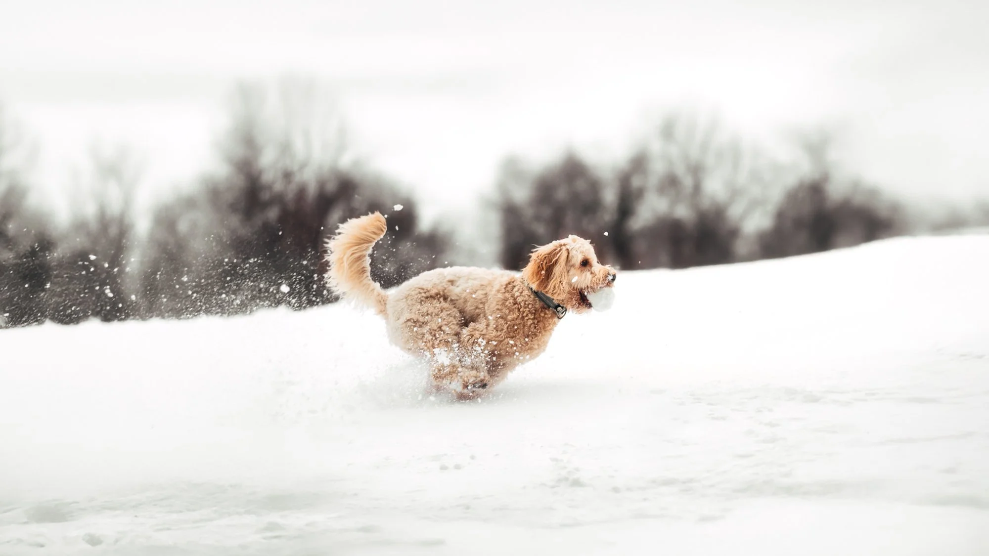 hundfotografering-springade-i-snön-stockholm-vinter