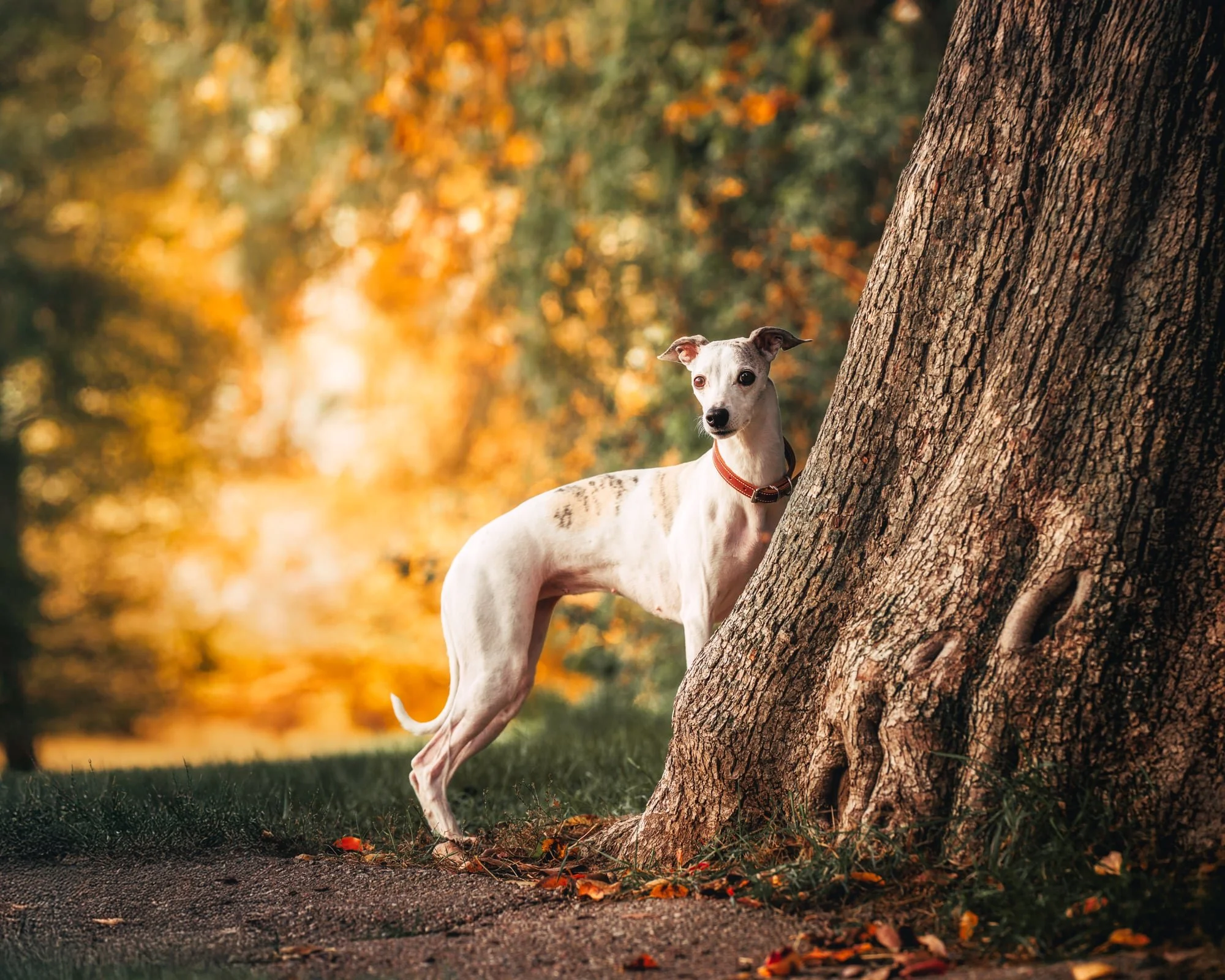 höstfotografering-hundfotograf-stockholm-natur
