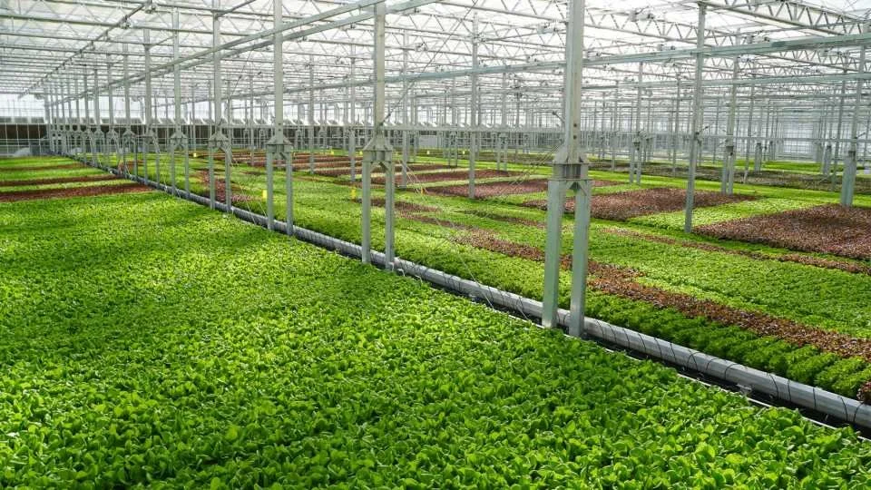 Gotham Greens Opens West Coast Greenhouse, Obtains Certified B Corp Status