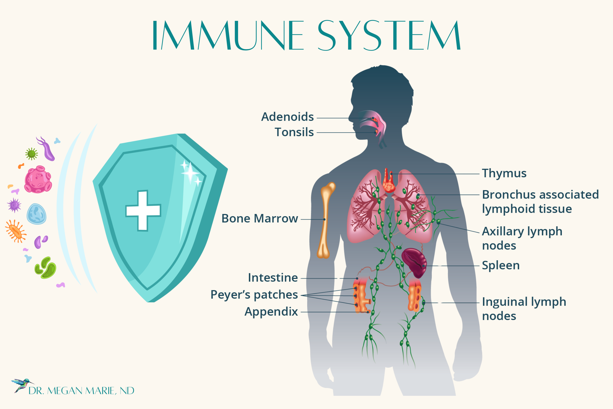 The immune system is composed of thymus, spleen, bone marrow, lymph, and associated tissues.