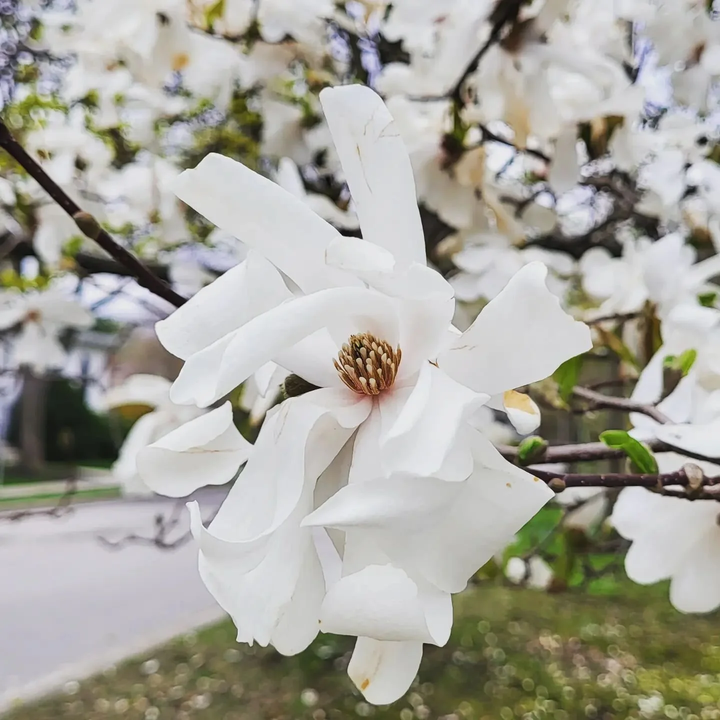 The flowers and birds are doing their best to brighten this (so far) chilly, grey Spring. I'm surprised I managed to get a photo of the cardinal I saw. He was very energetic. 😆
I hope you're staying nice and cozy, wherever you are! ❤️
#springflowe