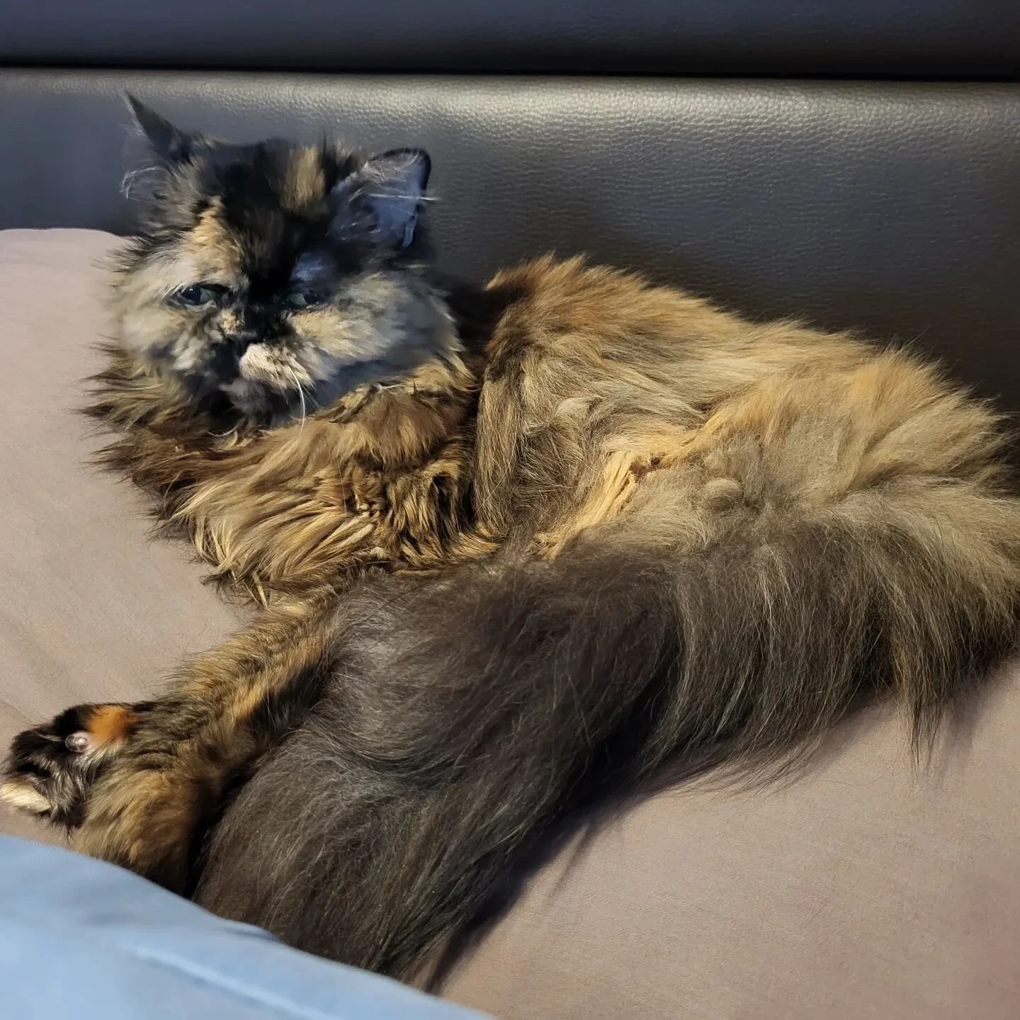 Sometimes, you wake up, have a big stretch and yawn, and you're ready for a brand-new day!
...other times, you just want to go back to bed.
Alice was definitely not feeling the day...and I think I've been sharing that vibe all week...month...year.