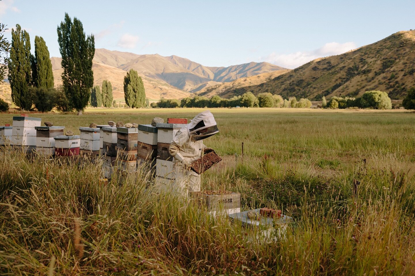In the lead up to Christmas we&rsquo;ve got to check the progress of the hives and add more honey supers where needed. They&rsquo;re onto a honey flow now and super busy! 🐝🍯

We&rsquo;re hoping we get some rain to help the white clover produce abun
