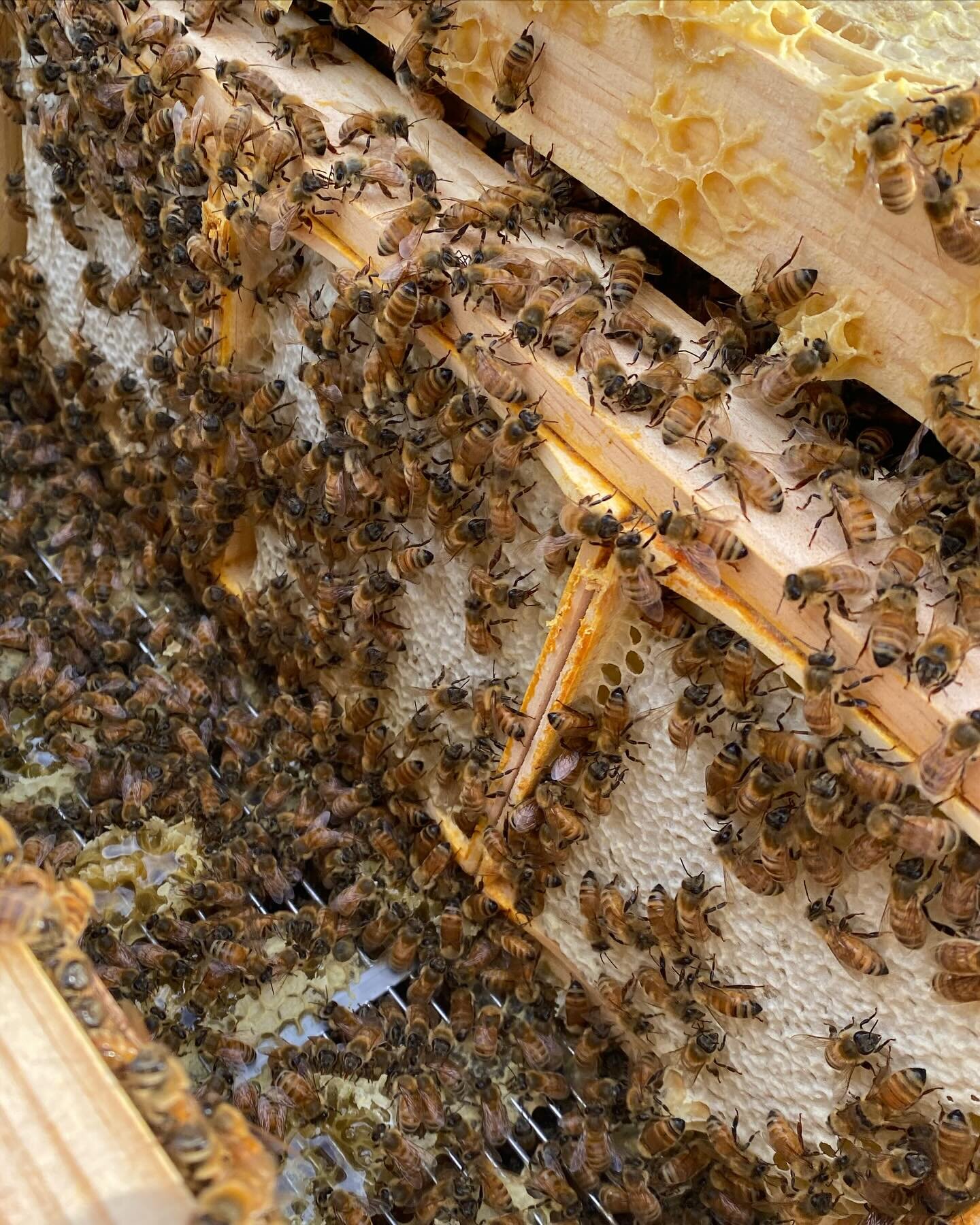 Comb honey squares are on the hives and the bees are working very hard to craft these masterpieces. Who&rsquo;s excited for these to be available again?! 🤩

Comb honey is harder to produce. We have to get our timing of putting the squares in the hiv