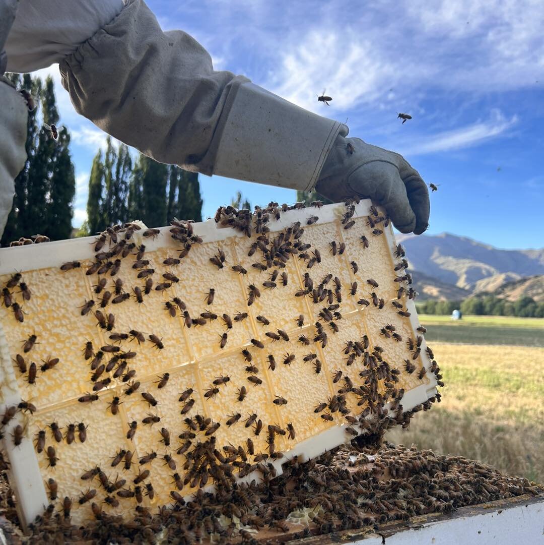 Our honeycomb is heading out the door fast! Thank you for all the orders so far 🥰

We harvested more last week so we&rsquo;ll have plenty available this Saturday at our first market for the year @remarkables_market . 

If you&rsquo;re keen to learn 