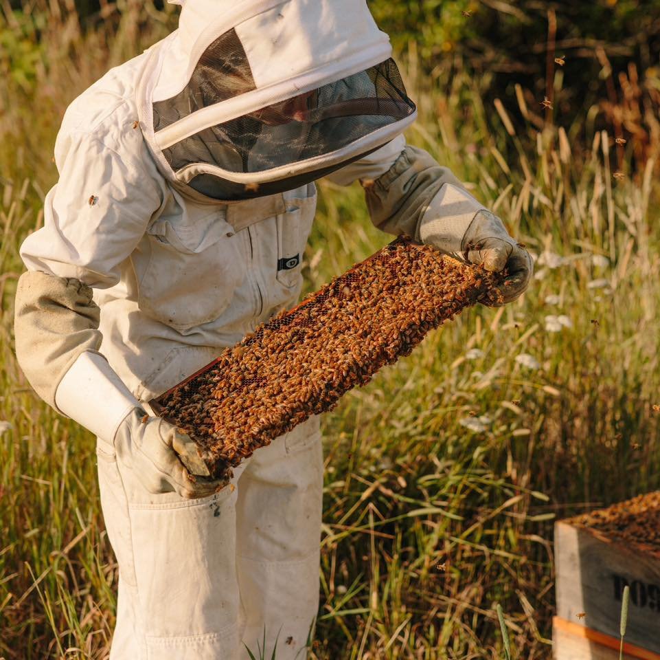 Winter is almost here but our hives are ready for it! 💪❄️ 🐝
✅ Protected from wasps and rodents
✅ Treated for varroa mites & checked for diseases
✅ Well stocked with honey to feast on
✅ Led by a strong queen
As the weather cools, the bees s