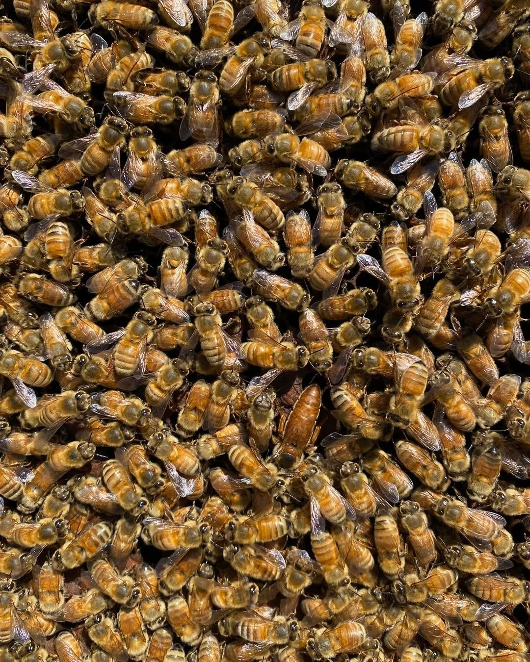 Hello Spring! π±πΈ
The first day of spring marks the start of another beekeeping season for us - this week we’ll be back in the hives, helping our bees prepare for the busy months ahead π
There’s a soft green shimmer in the trees, the