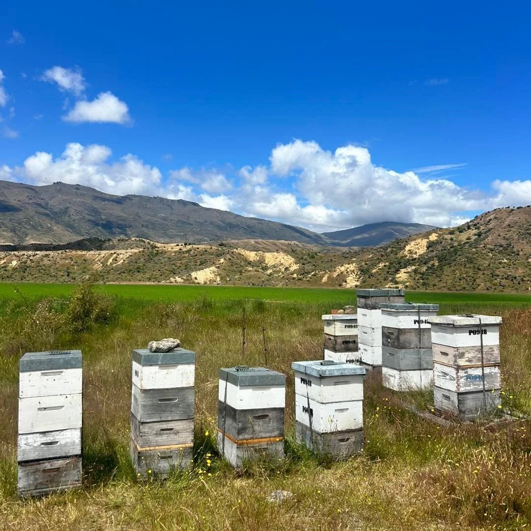 Each of our sites, known as an apiary, is handpicked by us as beekeepers and there’s method to our madness! 
We look at the lay of the land, where the wind comes from, how long the sun hits the site, where the closest water source is and where