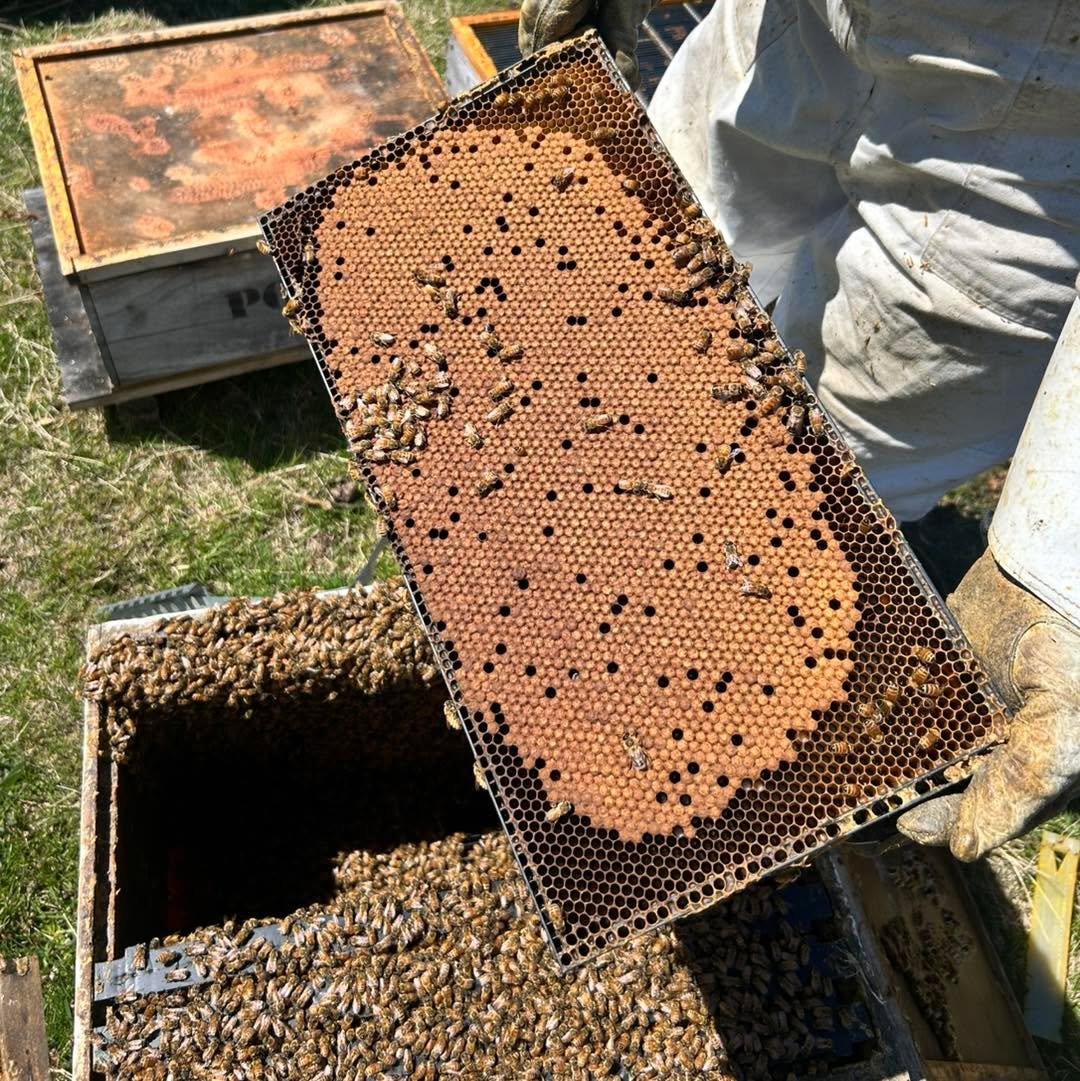 Beautiful healthy frames of brood 🐝 

Brood is baby bees. This frame here is capped brood, meaning the baby bees are covered by a thin layer of wax and are pretty close to emerging to be the next generation of hard workers 💪