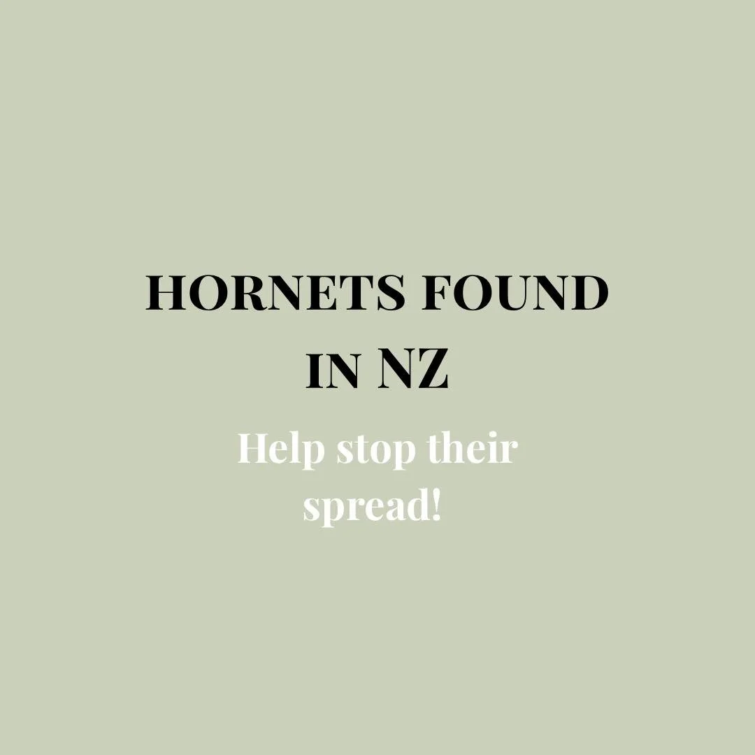 Beekeepers need your help! 🐝🙏

MPI 👉 https://www.mpi.govt.nz/biosecurity/exotic-pests-and-diseases-in-new-zealand/active-biosecurity-responses-to-pests-and-diseases/yellow-legged-hornet-sightings-in-auckland-in-2025 

#newzealandbeekeeping #newzea