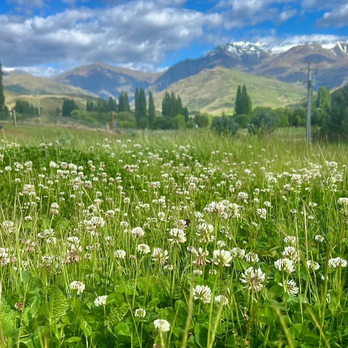 Honey flow incoming&hellip; 🍯 

The white clover is starting to flower here in the Cardrona Valley so we are in the final stages of preparing our hives for the honey flow! 🍀