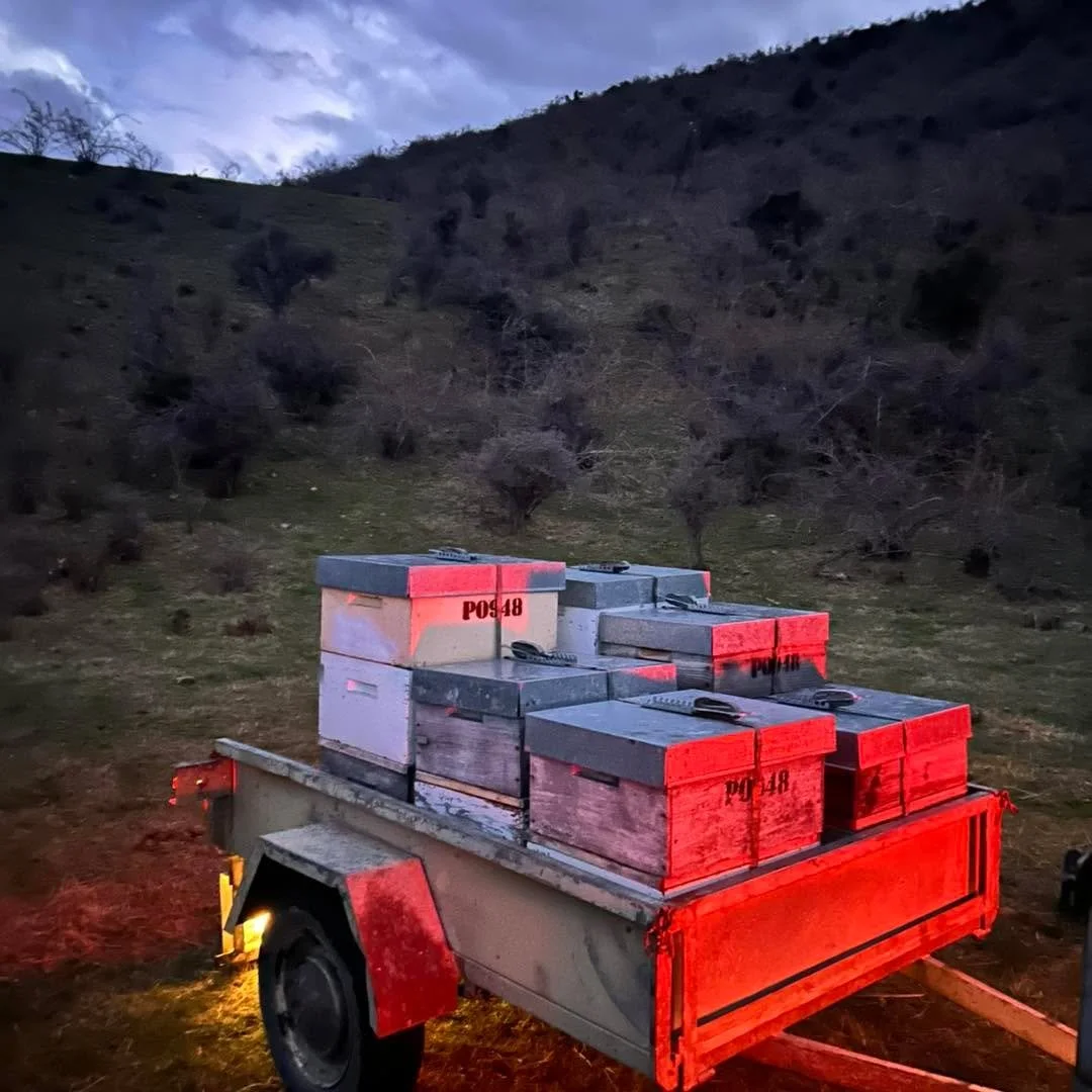 Shifting some hives! 💪 

Usually our hives stay in the same place permanently&hellip; however we had one apiary that was a little bit full so decided to split it and make a new one to make management easier! 

Moving hives is best done early in morn
