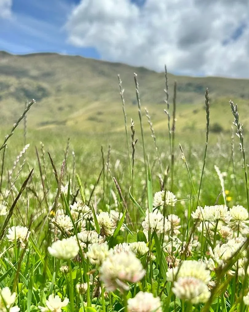 Hello 2026 - we&rsquo;re back! 👋💥

Rested, recharged and ready for a big year! 

The clover is in full flower and the bees are flat out doing their thing, turning its nectar into the honey we all love. Harvest isn&rsquo;t far away&hellip; and yes, 