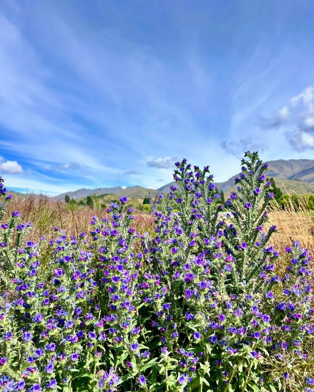 This season is shaping up to be a good one! 🌱 💪 

Why you ask? Unlike the previous couple of years where by now things were very dry, we are getting plenty of rain and nice warm temperatures - not too hot and not too cold. Clover is a bit fussy and