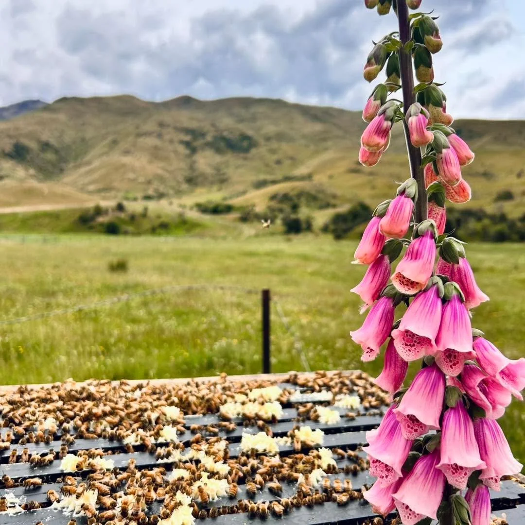 Picture perfect scene of summer beekeeping 🌸 🌱 

Who can spot the flying bee? 👀