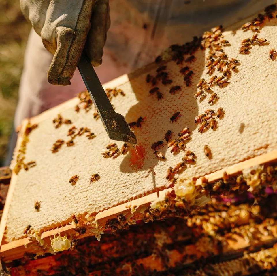 Harvest time 🍯 

The honey frames are finished, sealed over with a layer of beeswax, so now they&rsquo;re ready to harvest! 

Firstly we undertake a hive health check, to make sure they are all healthy and that when we take the honey off they&rsquo;
