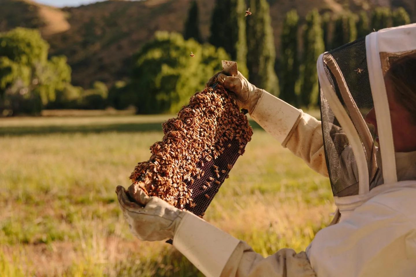 Beekeeper Jess checking out this frame in the sunlight to see if she can spot eggs - good eyesight is pretty important when beekeeping! 👀🐝 

You find Jess at Remarkables Market today, 9am until 2pm at &lsquo;The Red Barn&rsquo; 23 Hawthorne Drive, 