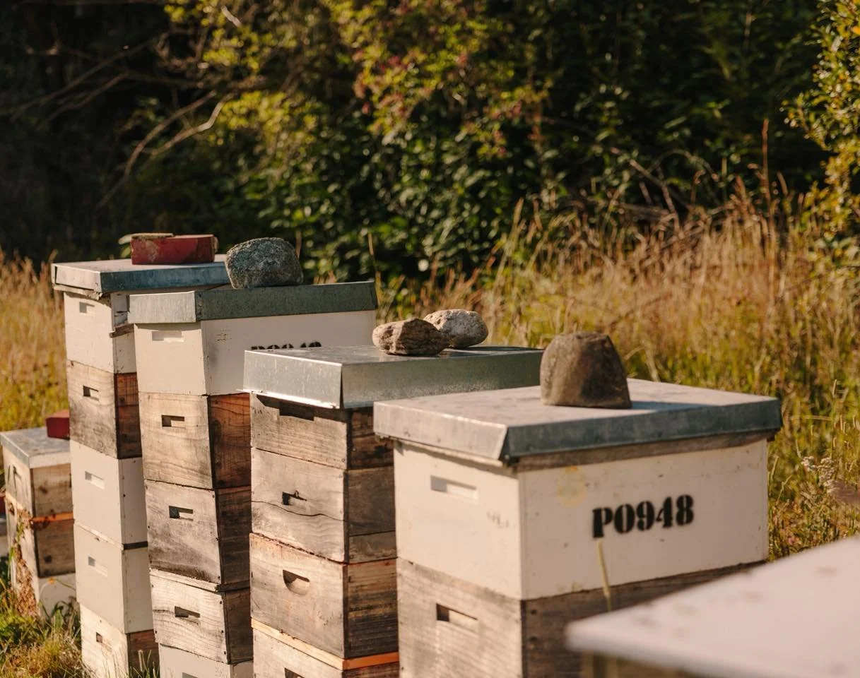 Up up up they go! 

The bees are bringing in lots of delicious fresh honey, and our hives are getting very tall!