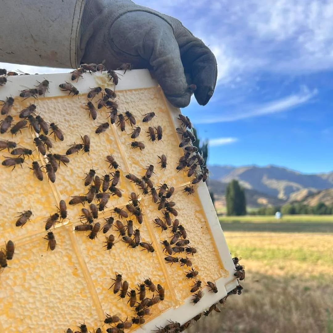 Perfection ✨ 

Honeycomb squares are available again, head over to our website to shop 

A perfect addition to any cheese platter or just delightful on their own&hellip; rumoured to be the beekeepers favourite way to enjoy honey 🍯 

https://www.bran