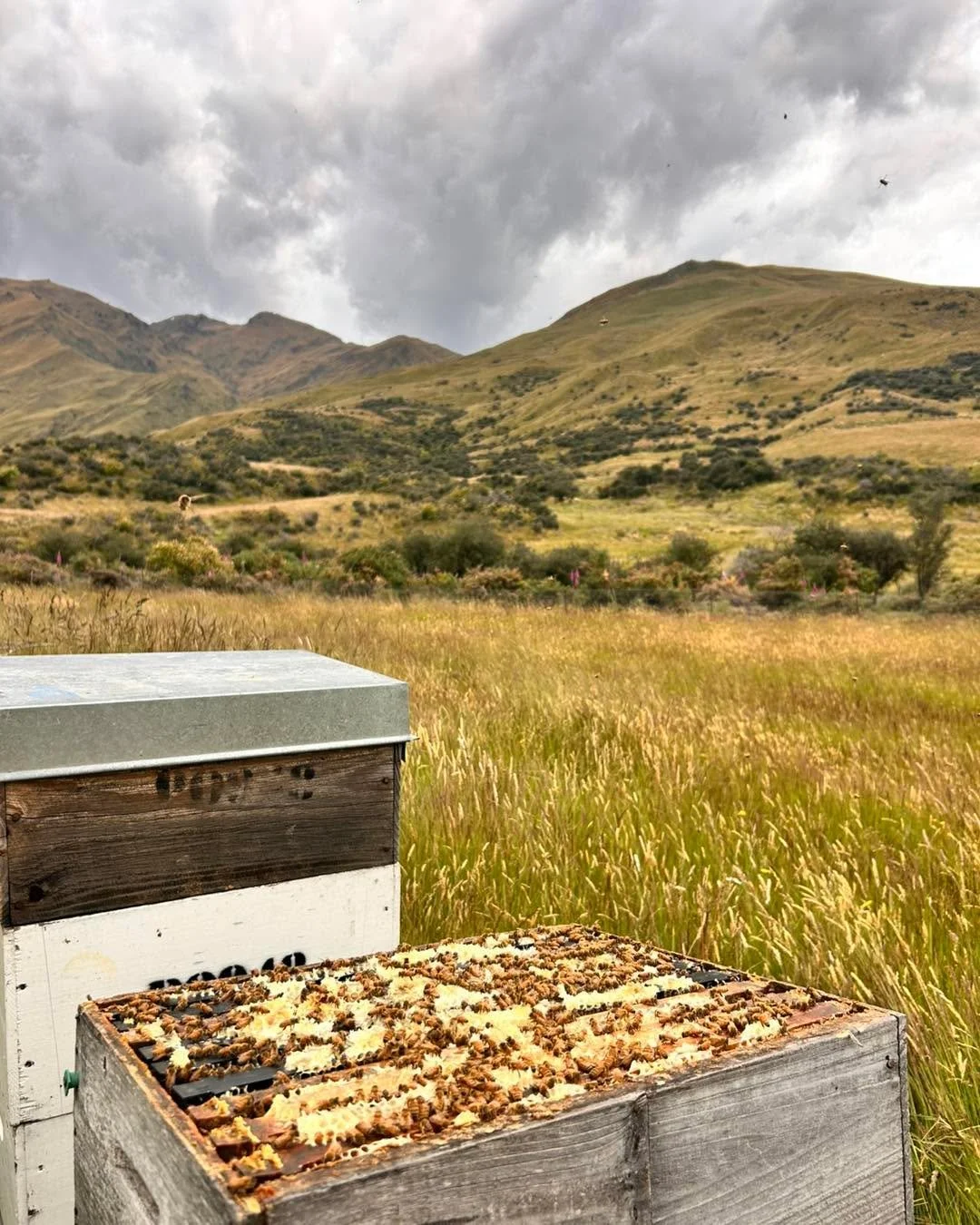 Harvest time is getting closer &amp; closer! 🍯🐝

We&rsquo;re just waiting on the bees to put the final touches on their hard work - sealing each honey cell with a thin layer of wax.

That wax &ldquo;cap&rdquo; tells us the honey is ready. It means 
