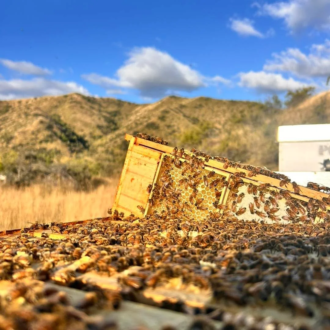 They&rsquo;re back&hellip; and they&rsquo;re beautiful 🍯

Our large honeycomb squares have just been harvested and will be landing soon. Presented in their wooden frames, this is honey exactly as the bees intended 🐝 

Add one to your next cheese pl