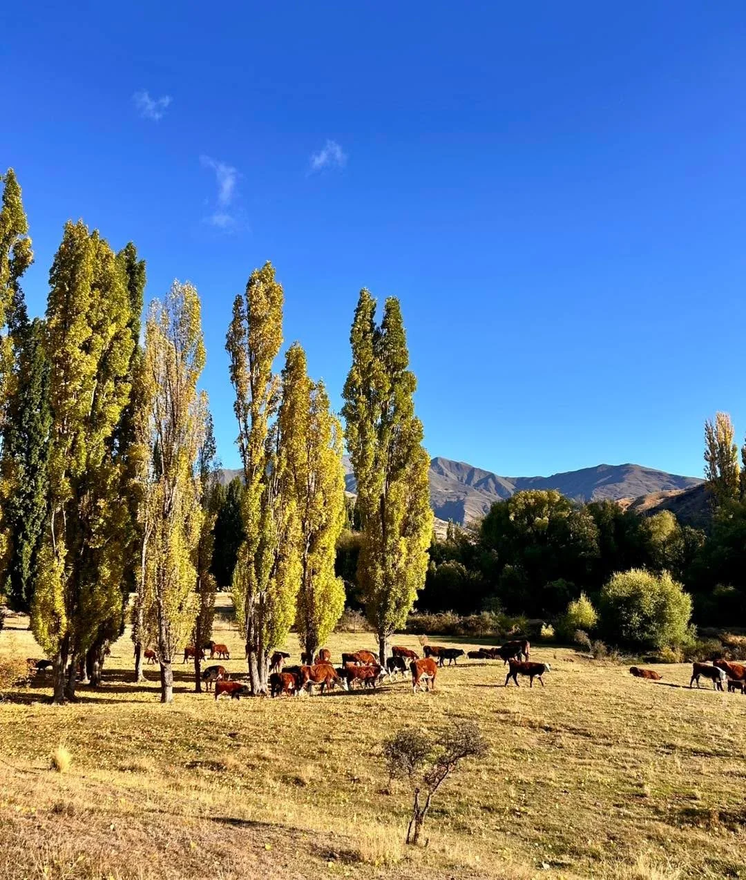 Autumn is just starting to show its colours 🍂

We&rsquo;ve had a busy week on the farm - mustering, weaning our cows and calves, and getting some of the calves ready for sale. It&rsquo;s been a great season for them, with the help of our bees&rsquo;