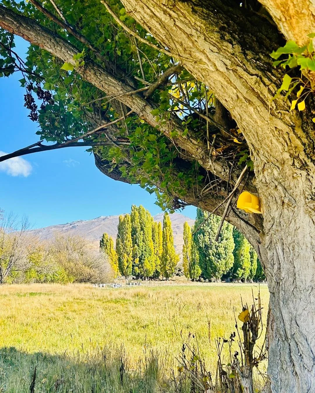 Protecting our bees against wasps 👊 

Did you know❓In late Summer and heading into the cooler months, wasps can target beehives as an easy food source. With enough pressure, they can weaken a hive to the point where it may collapse 😔 

We keep a cl