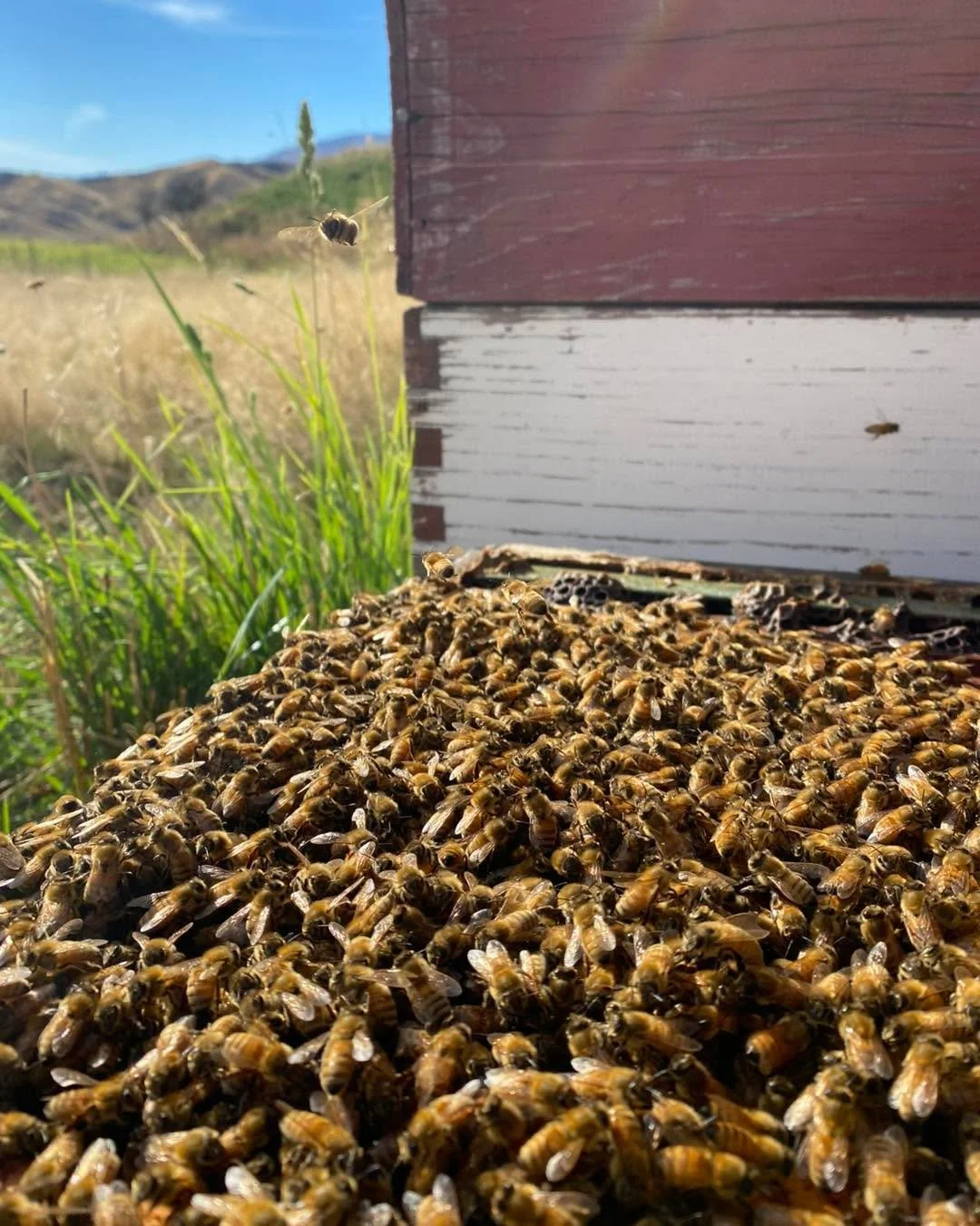 Ever wonder what bees actually do in winter?? 👇 ❄️ 

As the temperatures lower and the plants stop flowering, bee activity slows down. 

To conserve resources, the male bees (drones) are removed from the hive by the worker bees. The harsh reality of