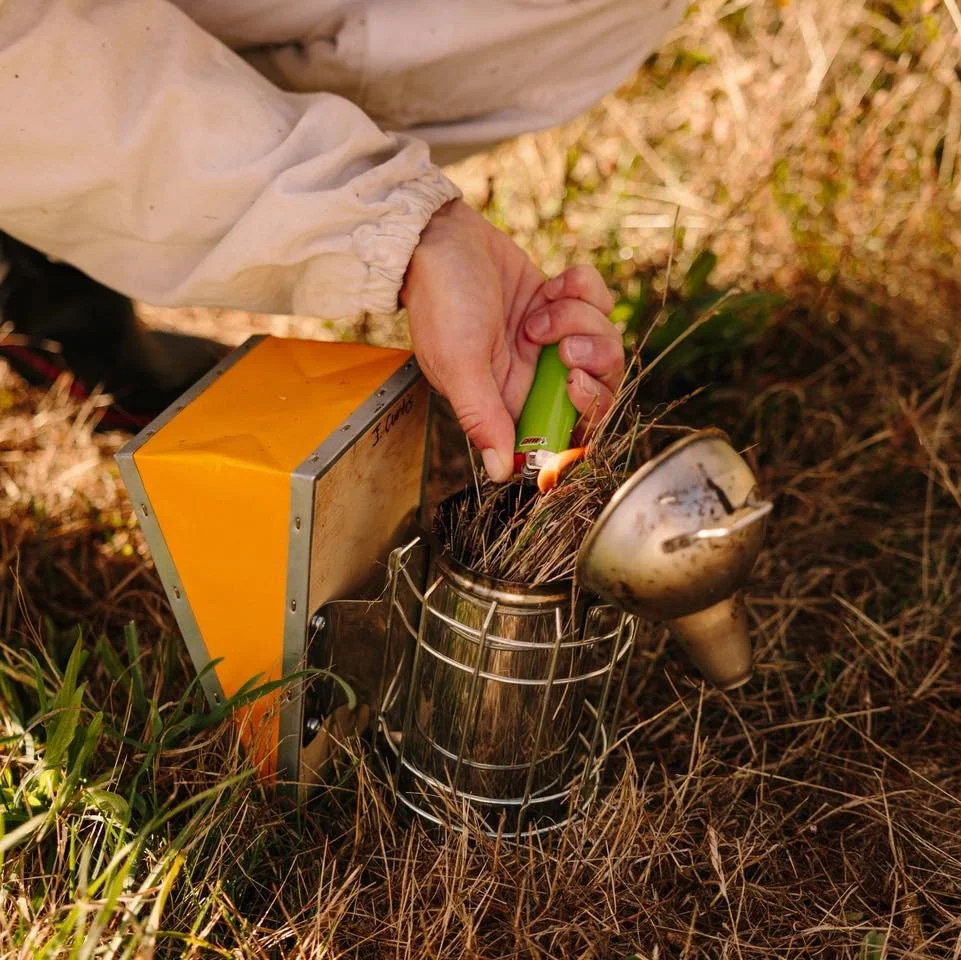Beekeeping tools - The smoker 🔥🐝

One of the most recognisable tools in beekeeping. 

The smoker produces cool smoke that helps calm the bees and masks their alarm pheromones. 

When bees sense smoke, they instinctively focus on feeding and protect