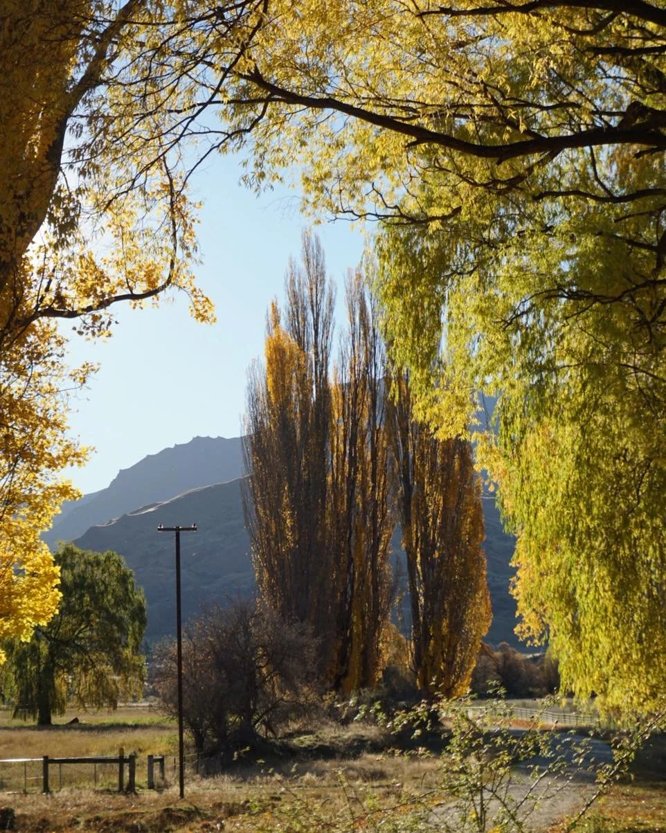 Autumn colours in all their glory at Branch Creek 🍂