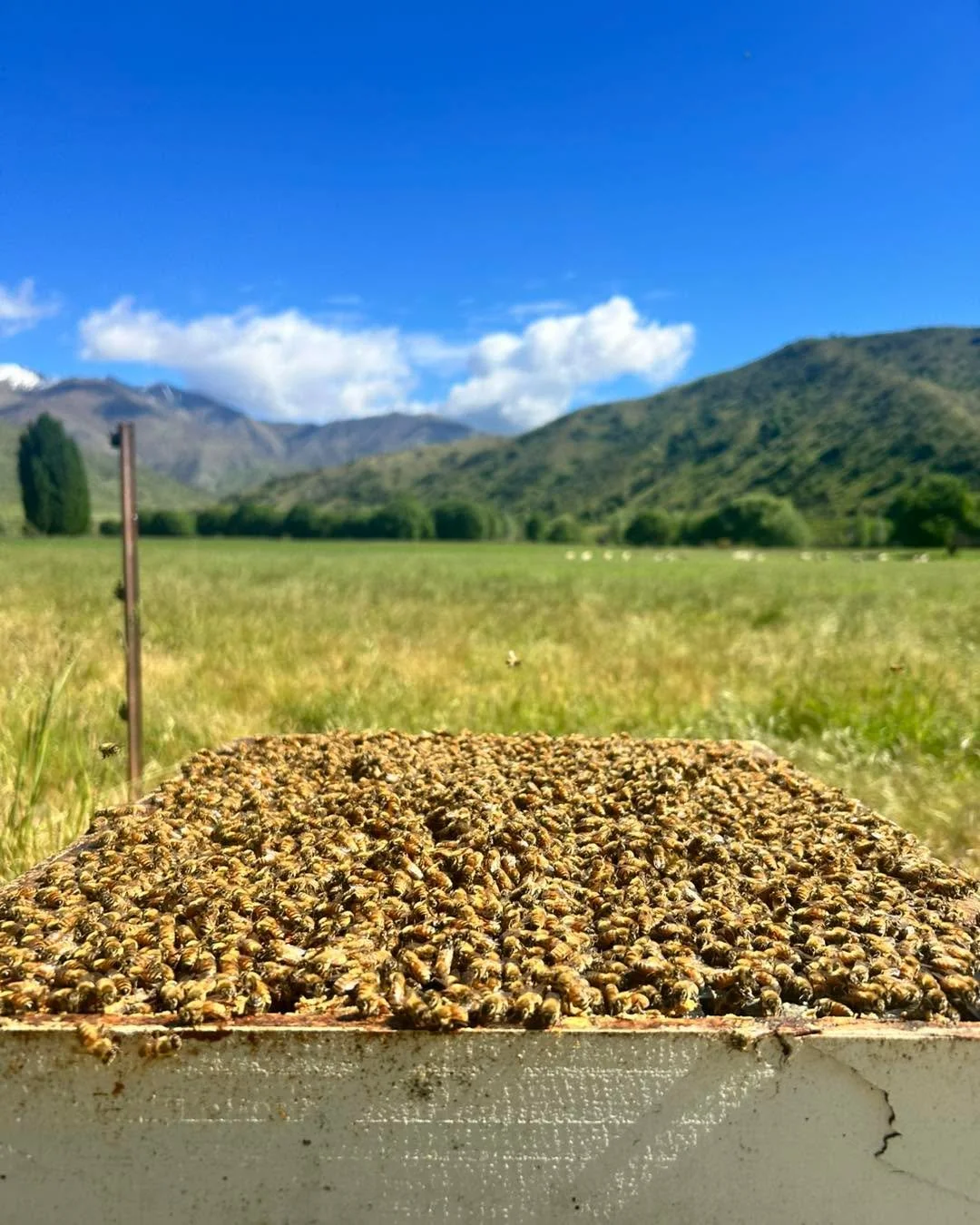 Happy World Bee Day!! 

A day to celebrate the bees, and how clever they are 🐝 

Tell us in the comments the most interesting thing you know about bees 👇 

And if you&rsquo;re a subscriber to our newsletter then check your inbox for a sweet surpris