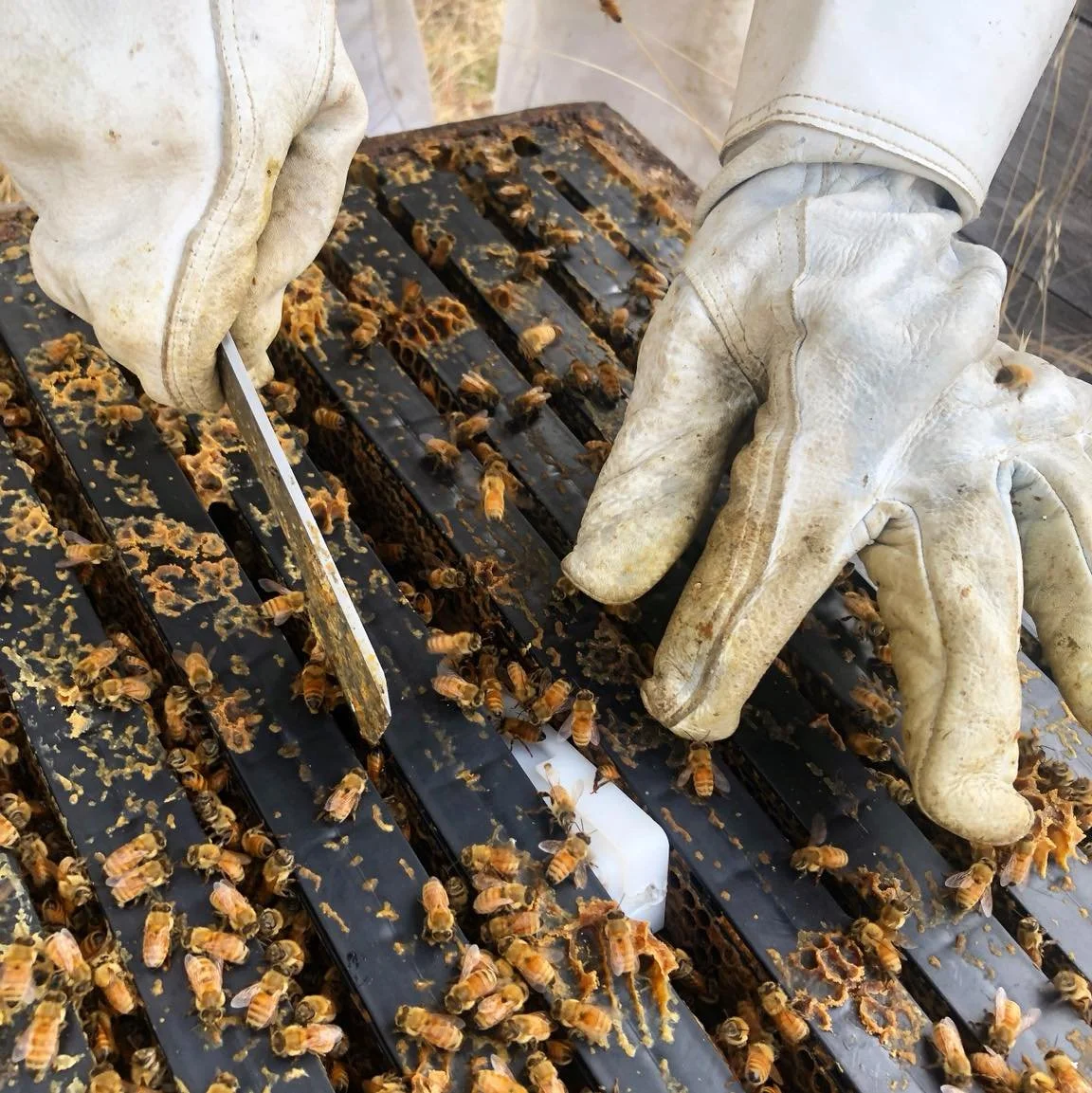 Beekeeping tools: The hive tool 🛠️🐝

Simple, solid, and used every single time we open a hive.

Bees naturally seal everything together with propolis (a sticky resin they collect from trees), which means frames, lids, and boxes can be tightly stuck